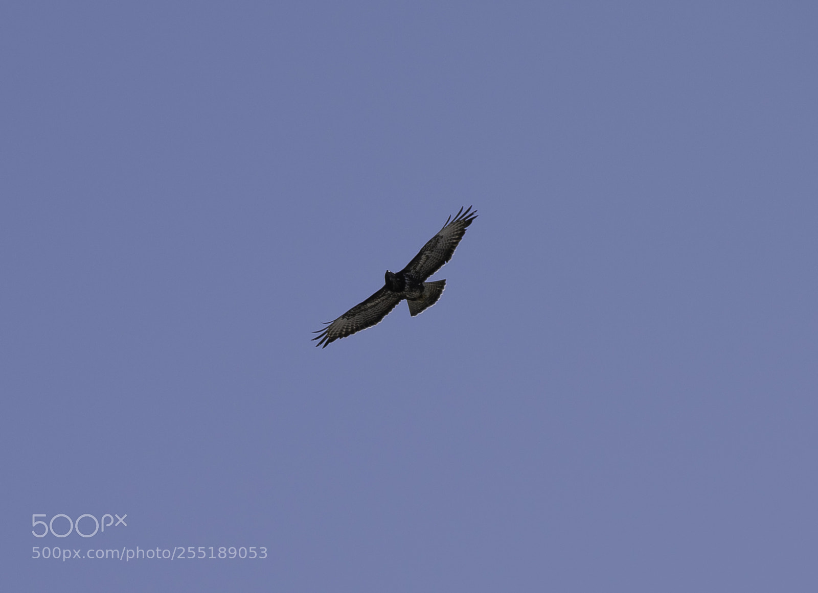 Nikon D5300 sample photo. Buzzard ormvrk o photography