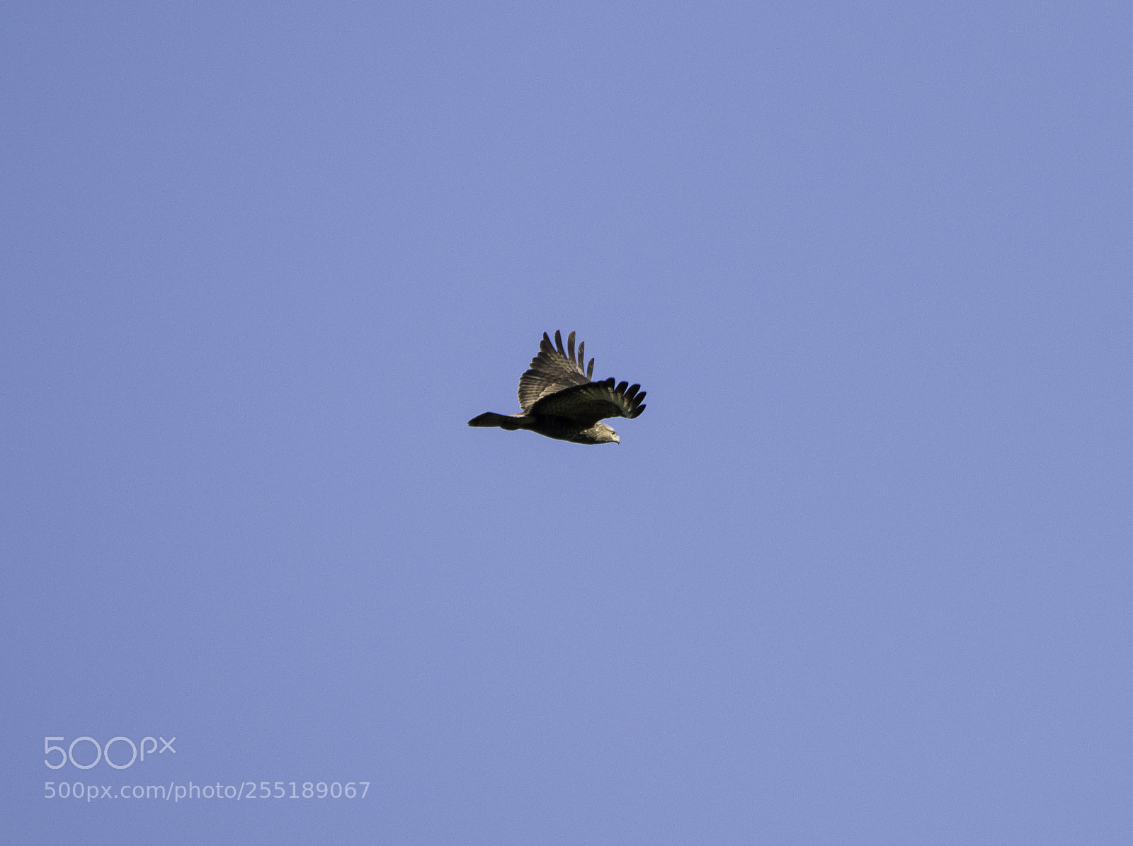Nikon D5300 sample photo. Buzzard ormvrk o photography
