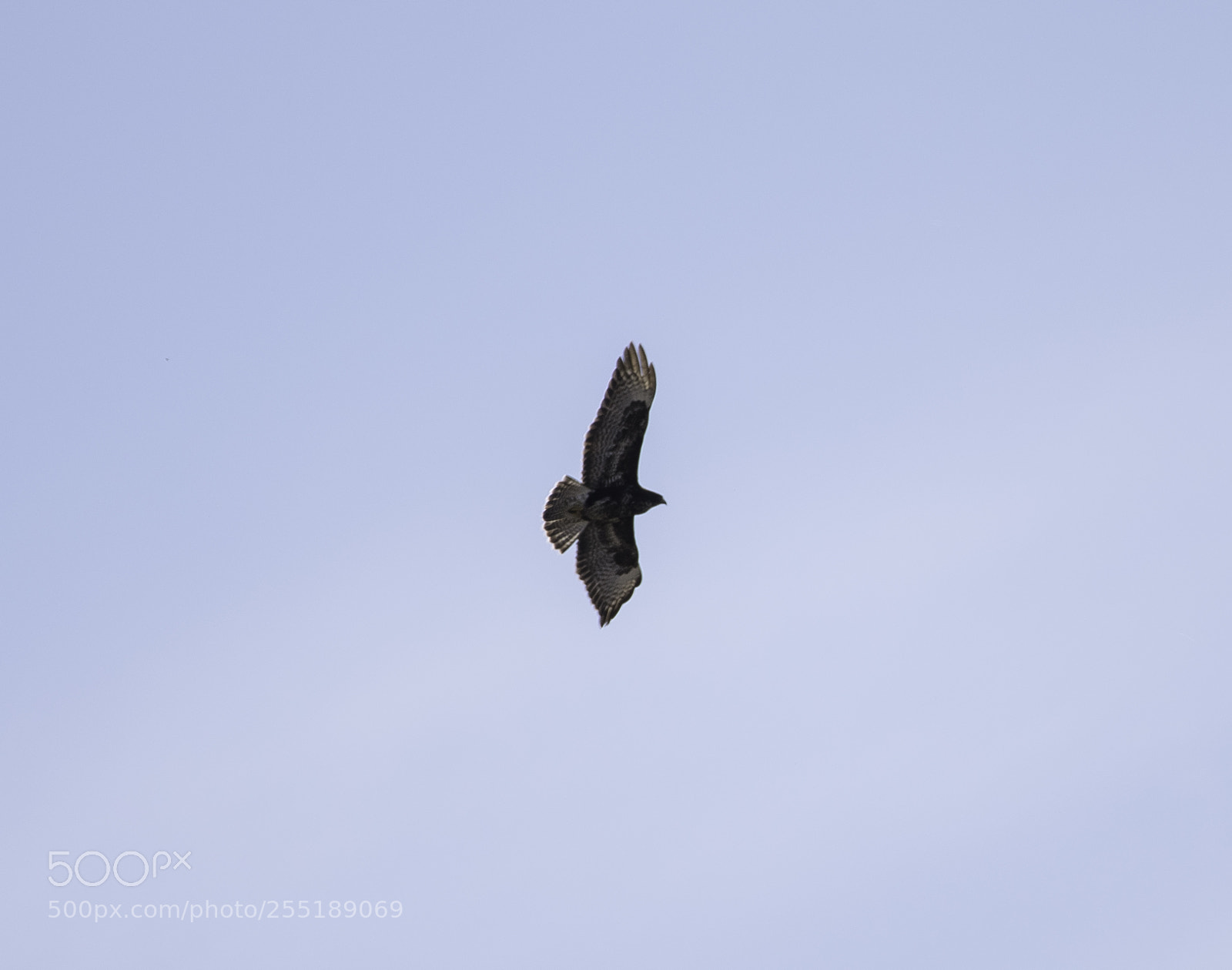 Nikon D5300 sample photo. Buzzard ormvrk o photography