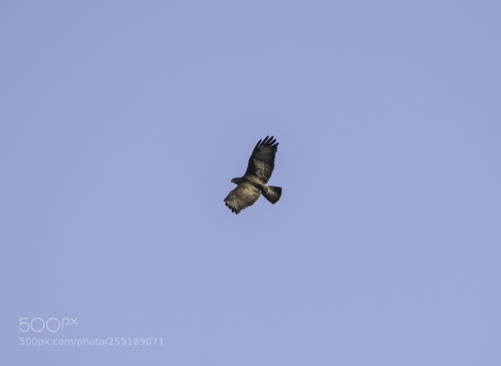 Nikon D5300 sample photo. Buzzard ormvrk o photography
