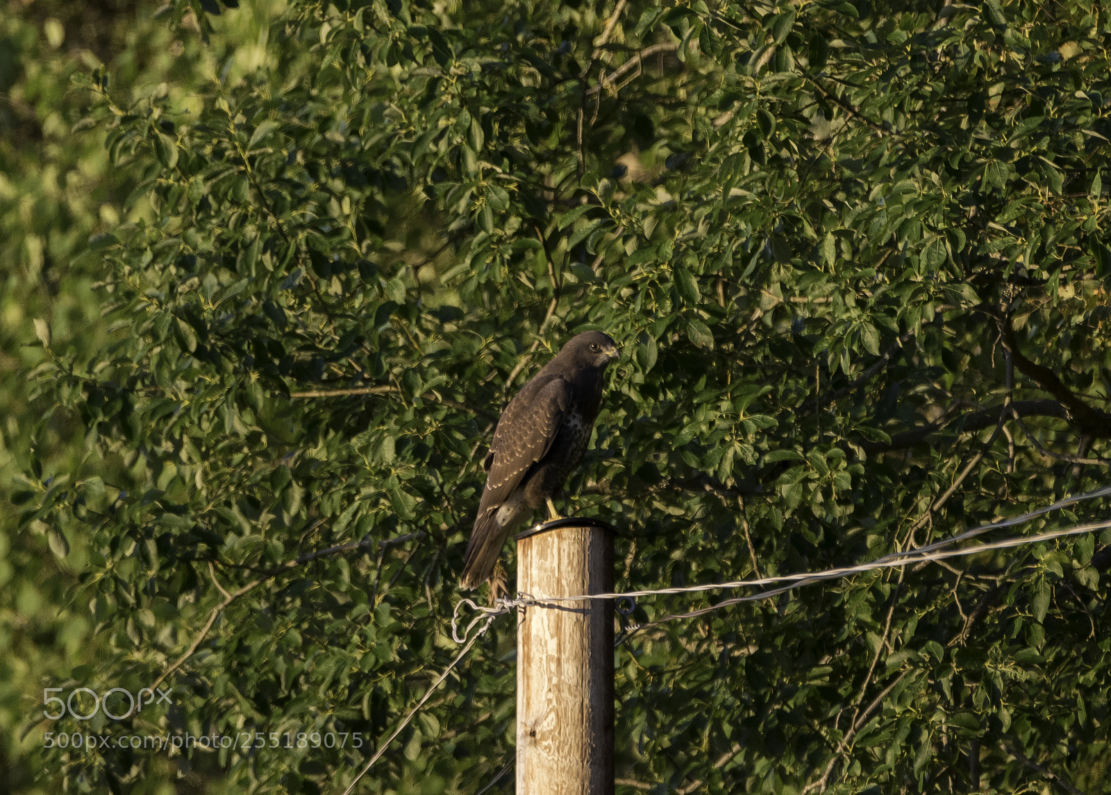 Nikon D5300 sample photo. Buzzard ormvrk o photography