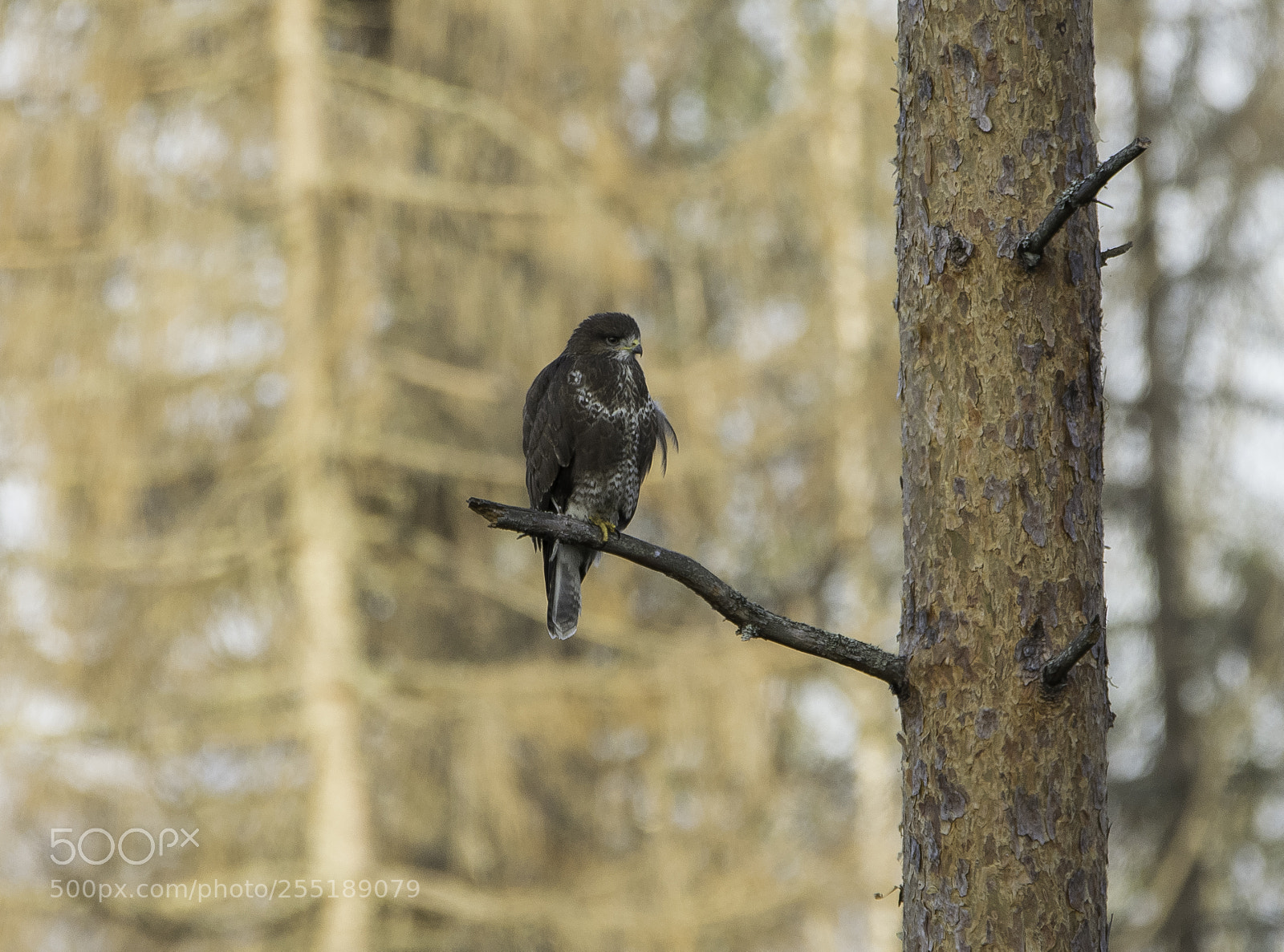 Nikon D5300 sample photo. Buzzard ormvrk o photography