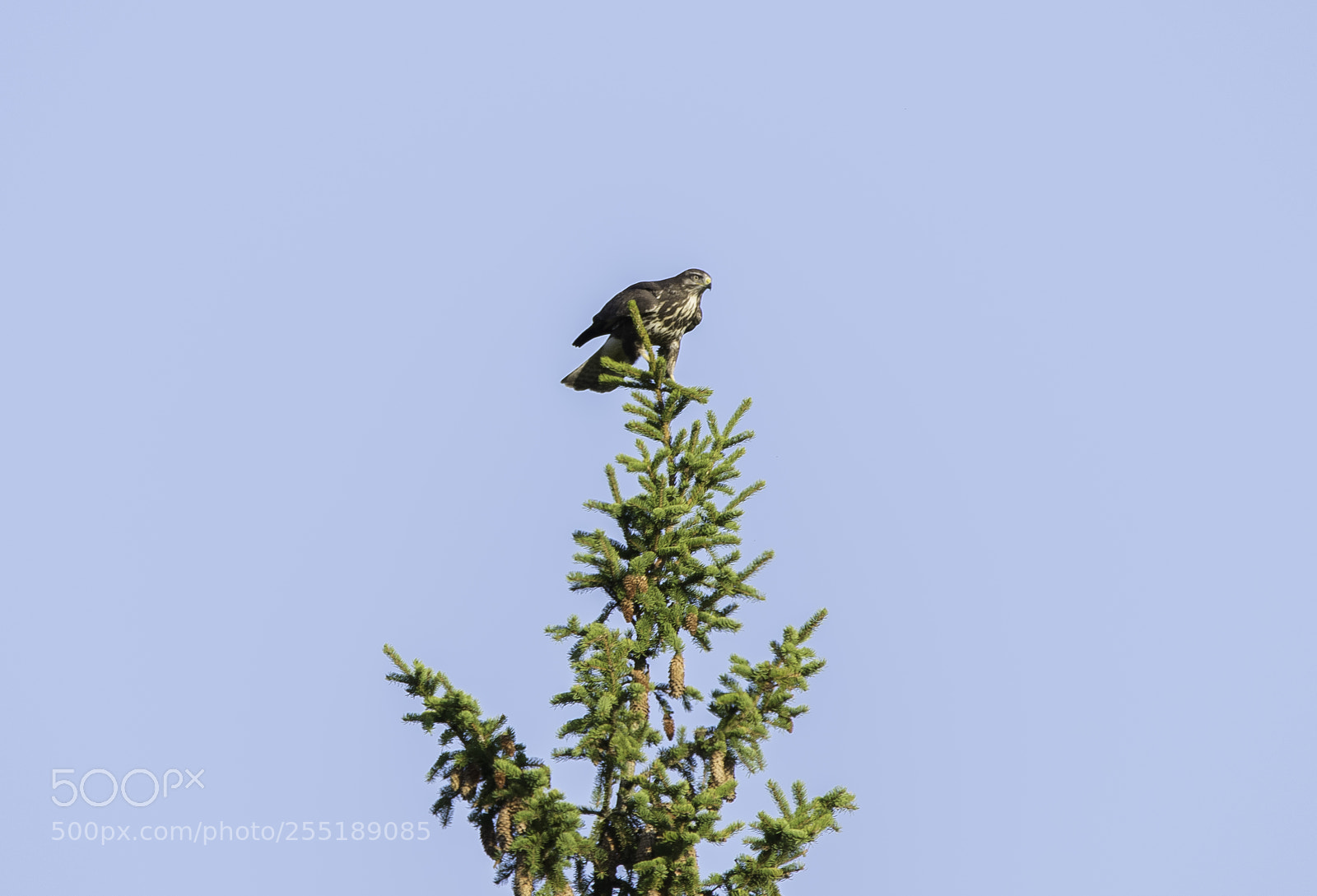 Nikon D5300 sample photo. Buzzard ormvrk o photography