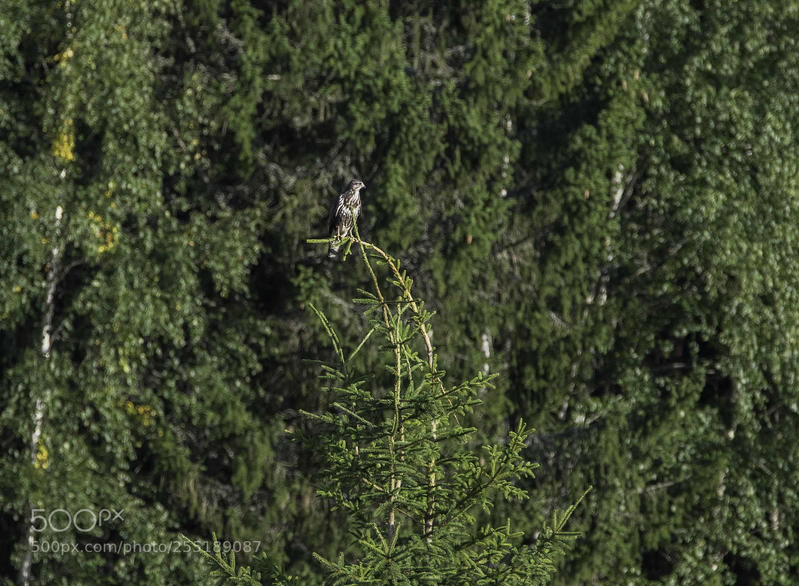 Nikon D5300 sample photo. Buzzard ormvrk o photography