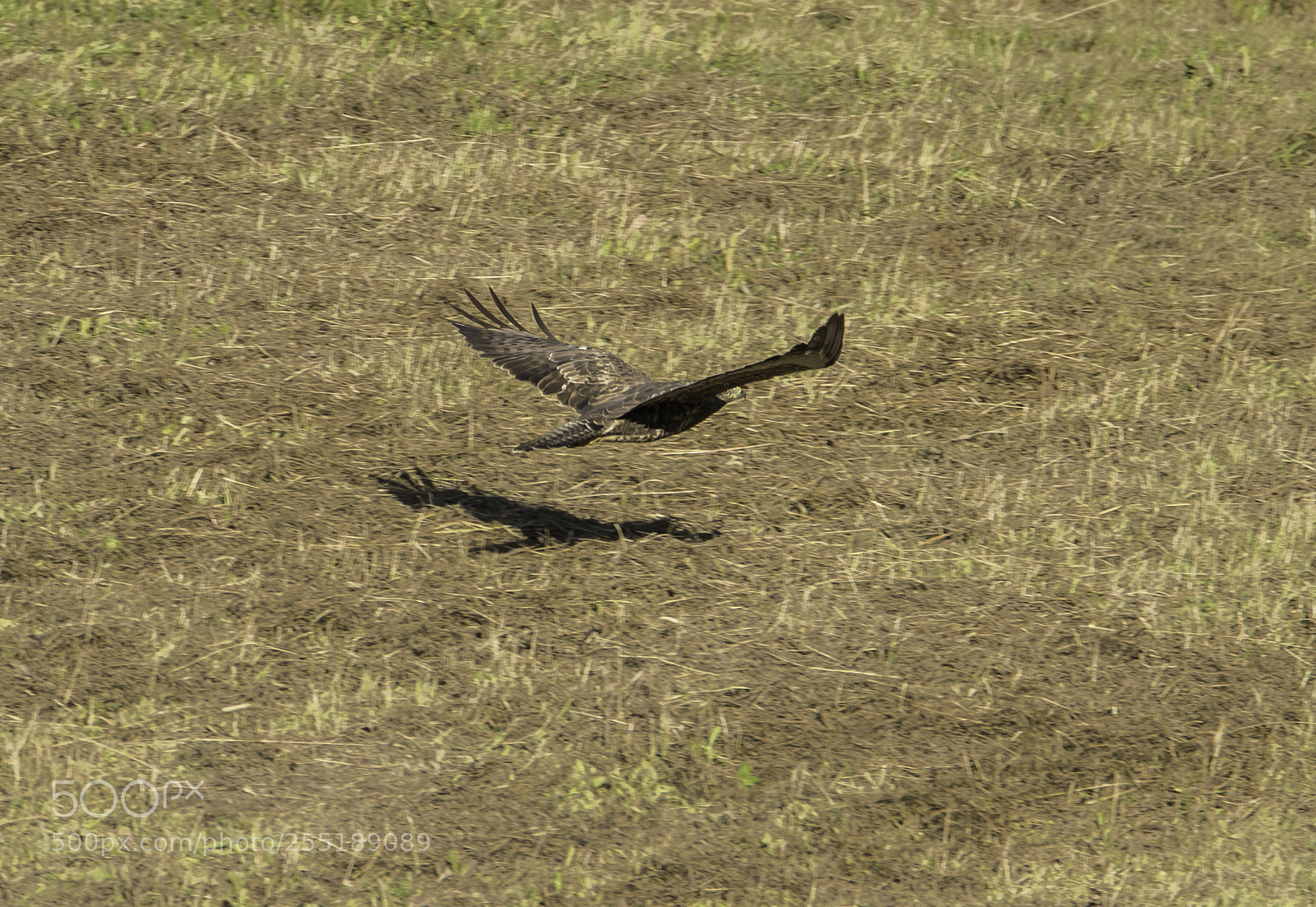 Nikon D5300 sample photo. Buzzard ormvrk o photography