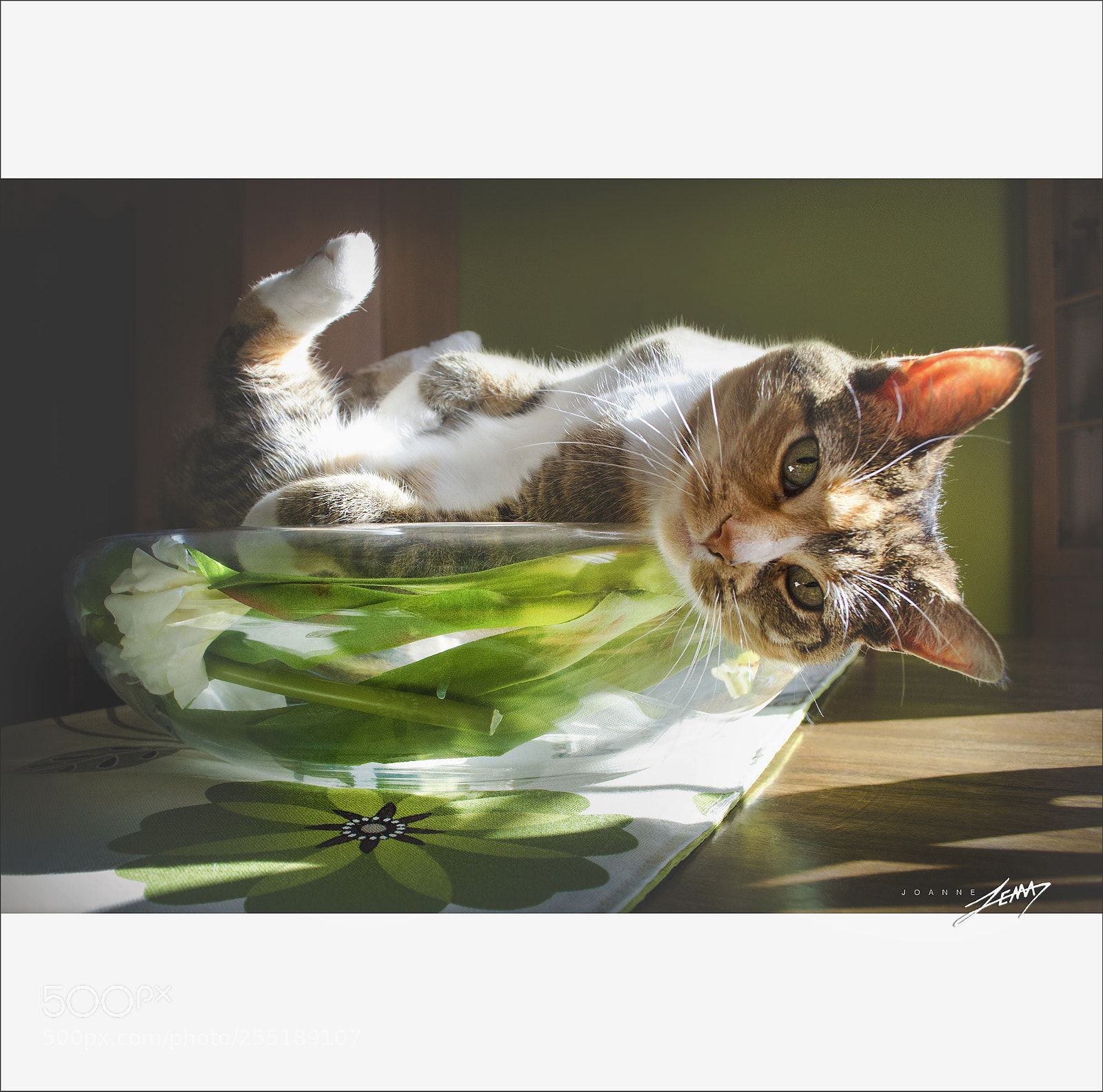 Nikon D3100 sample photo. Rosie. photography