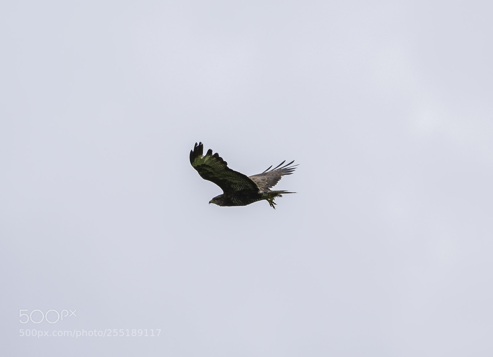 Nikon D5300 sample photo. Buzzard ormvrk o photography