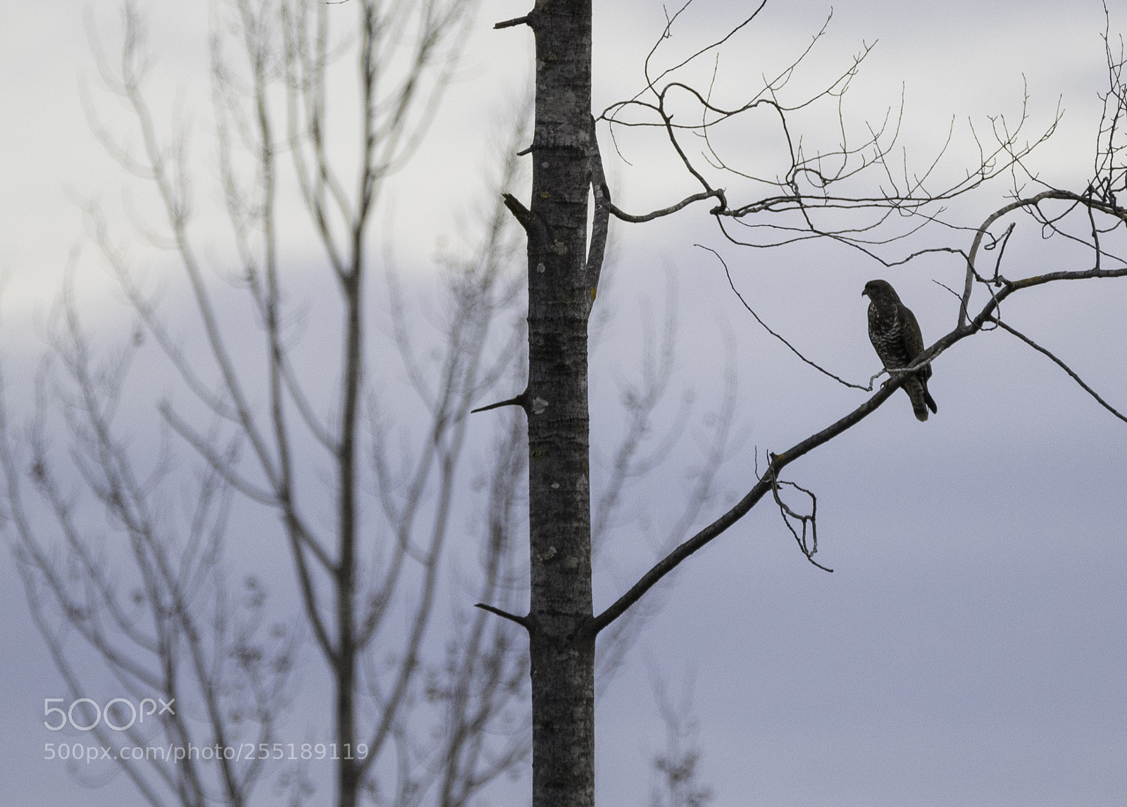 Nikon D5300 sample photo. Buzzard ormvrk o photography