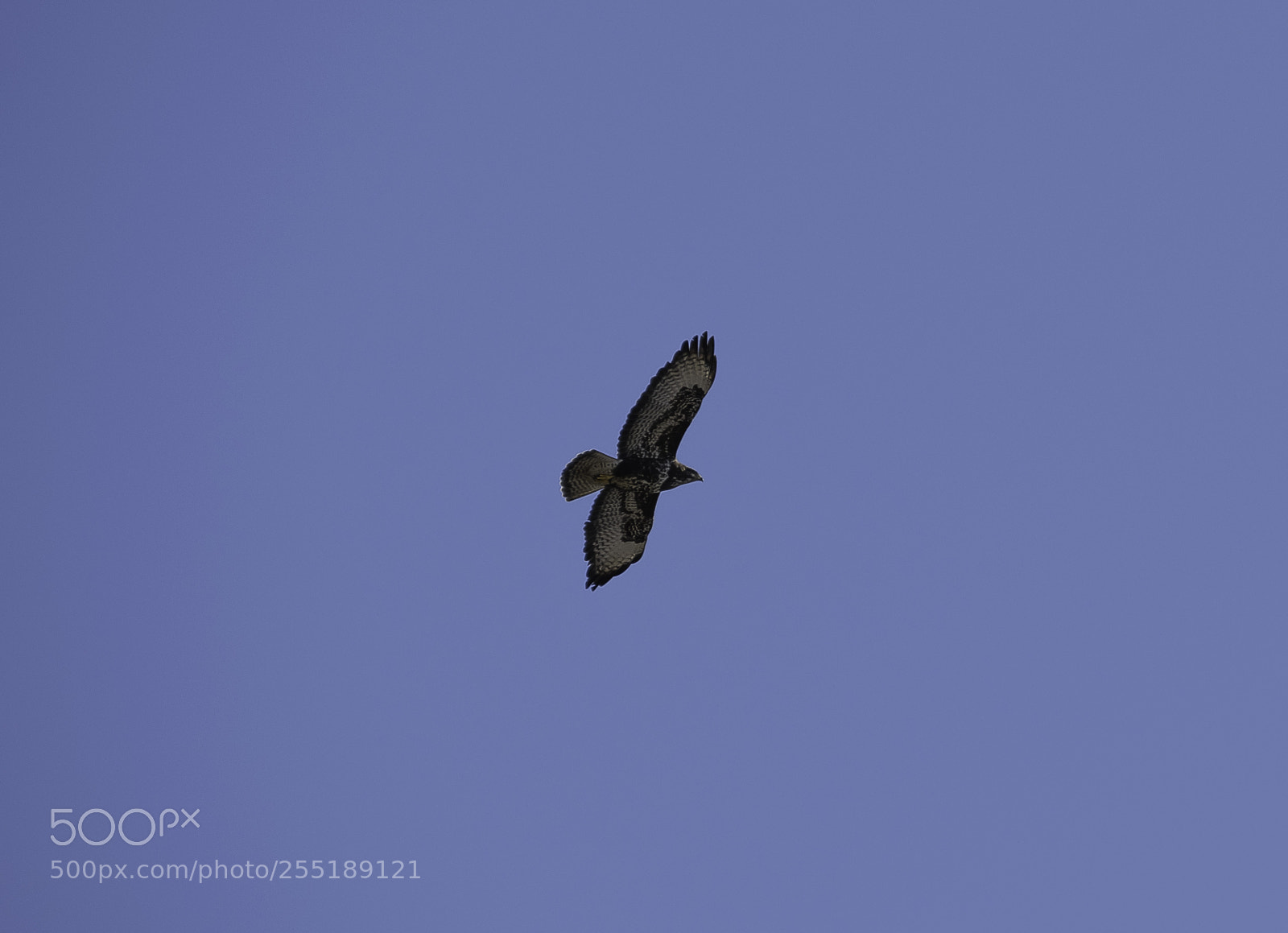 Nikon D5300 sample photo. Buzzard ormvrk o photography