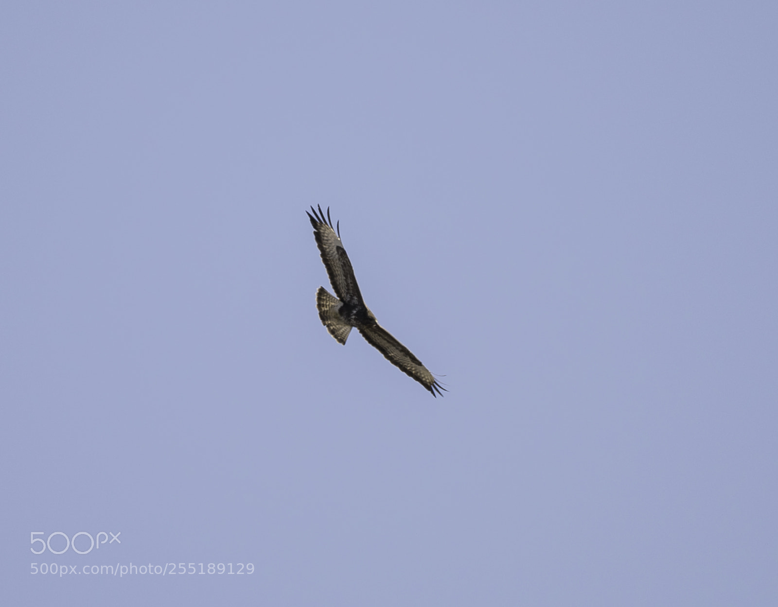 Nikon D5300 sample photo. Buzzard ormvrk o photography