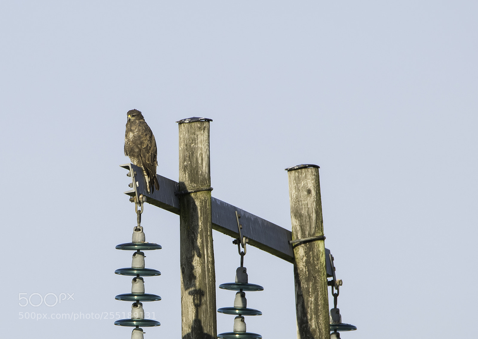 Nikon D5300 sample photo. Buzzard ormvrk o photography