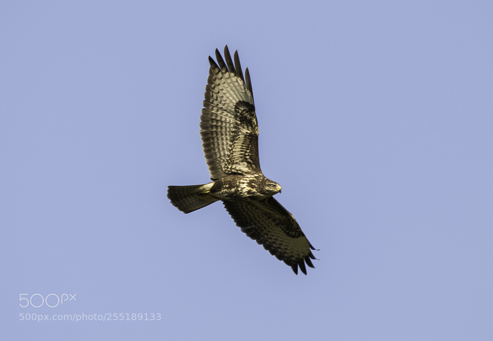 Nikon D5300 sample photo. Buzzard ormvrk o photography