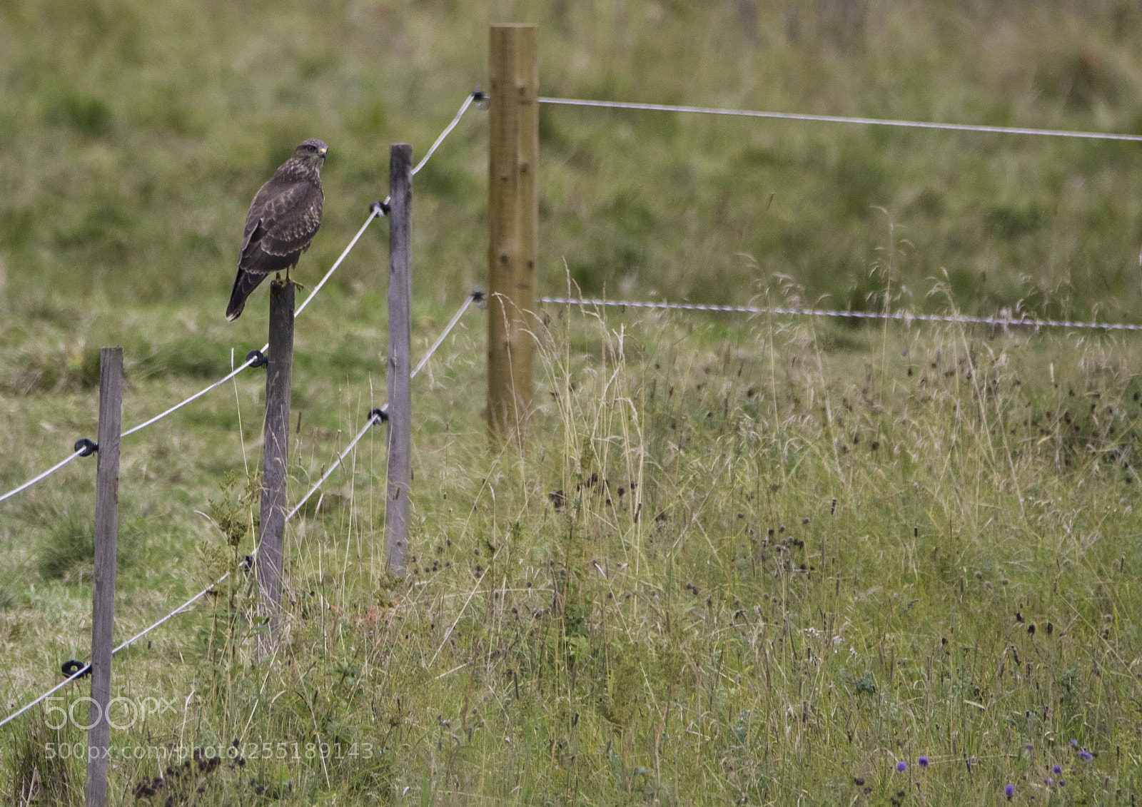 Nikon D5300 sample photo. Buzzard ormvrk o photography