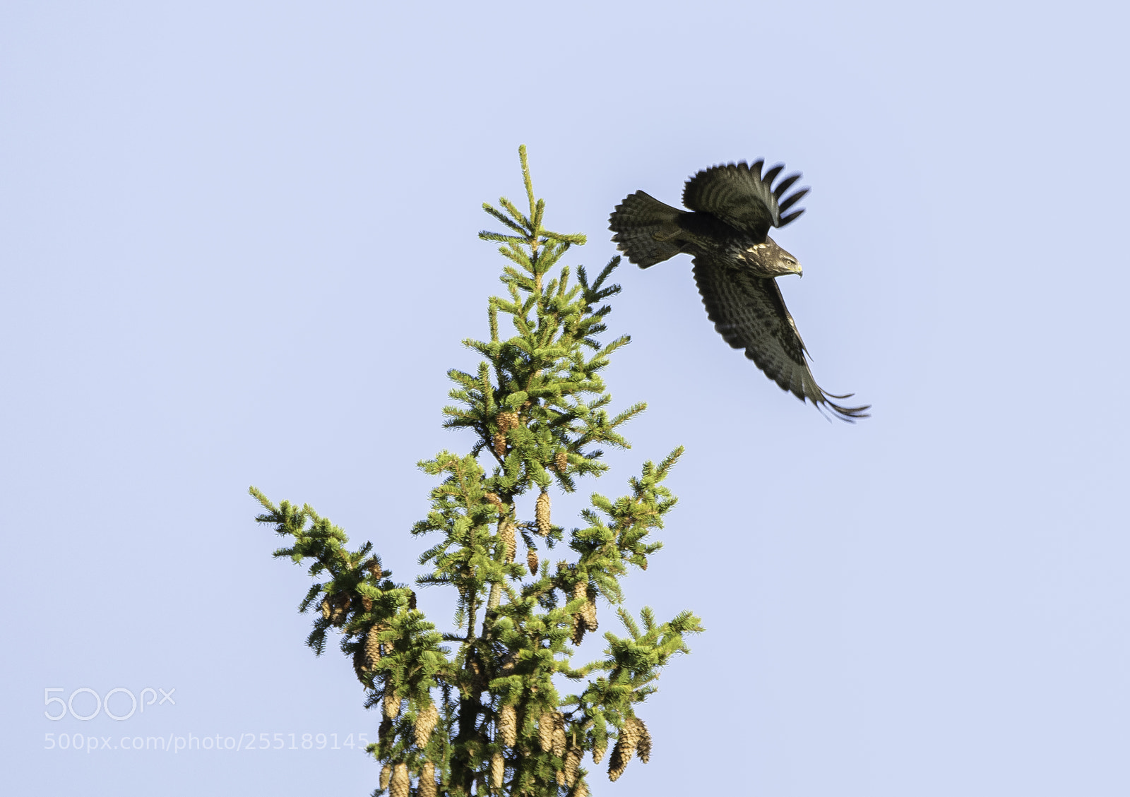 Nikon D5300 sample photo. Buzzard ormvrk o photography