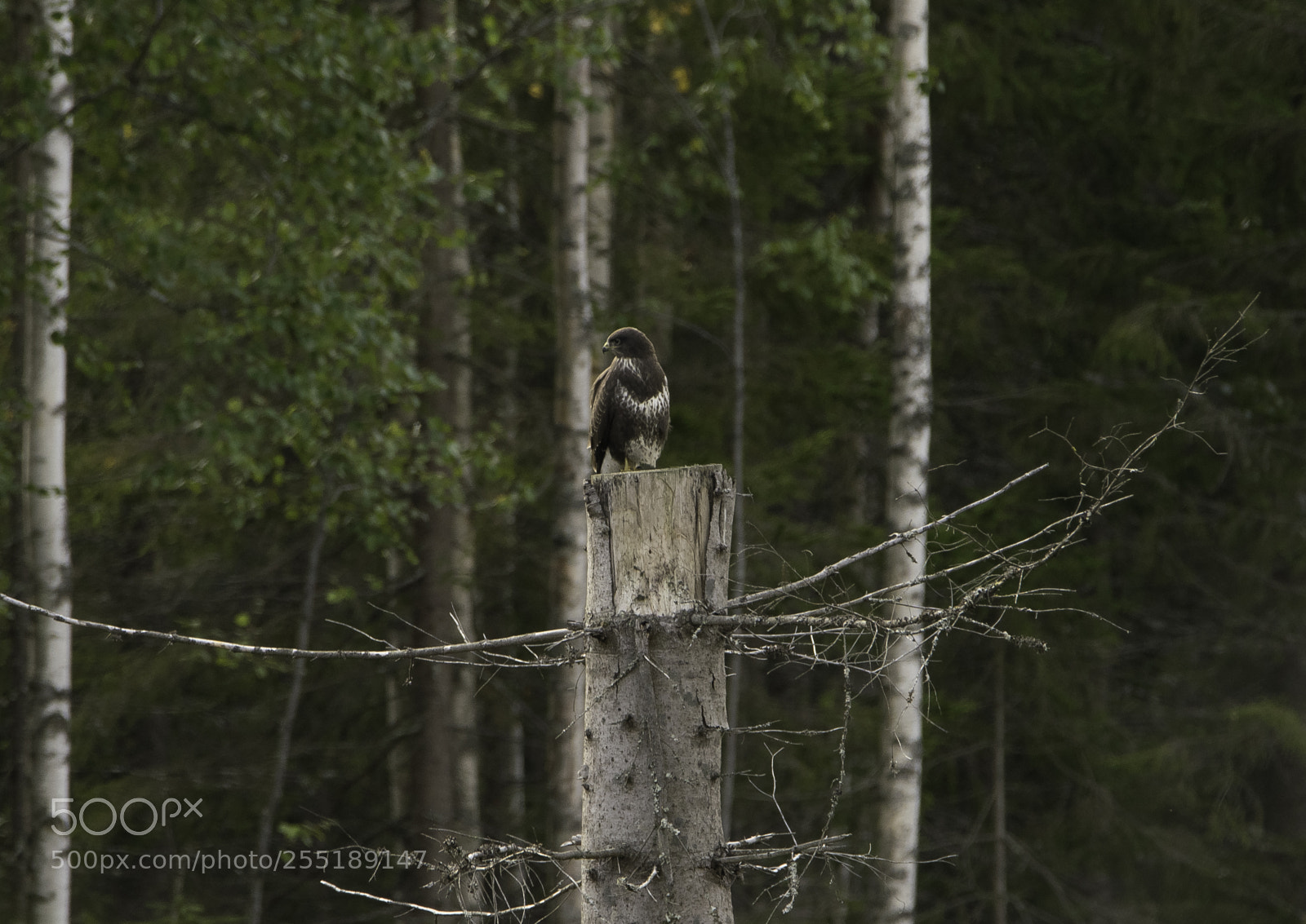 Nikon D5300 sample photo. Buzzard ormvrk o photography