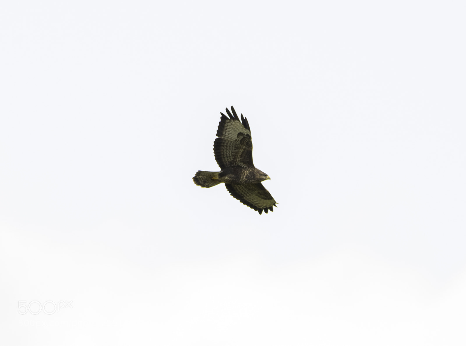 Nikon D5300 sample photo. Buzzard ormvrk o photography