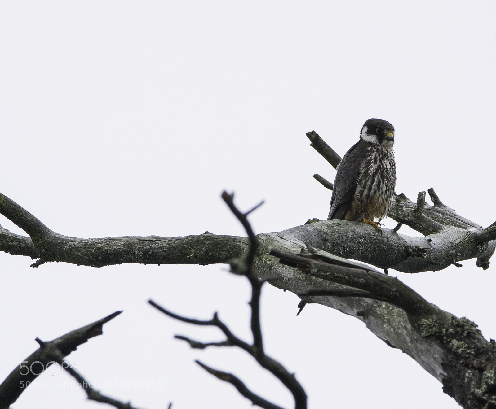 Nikon D5300 sample photo. Eurasian hobby lrkfalk o photography
