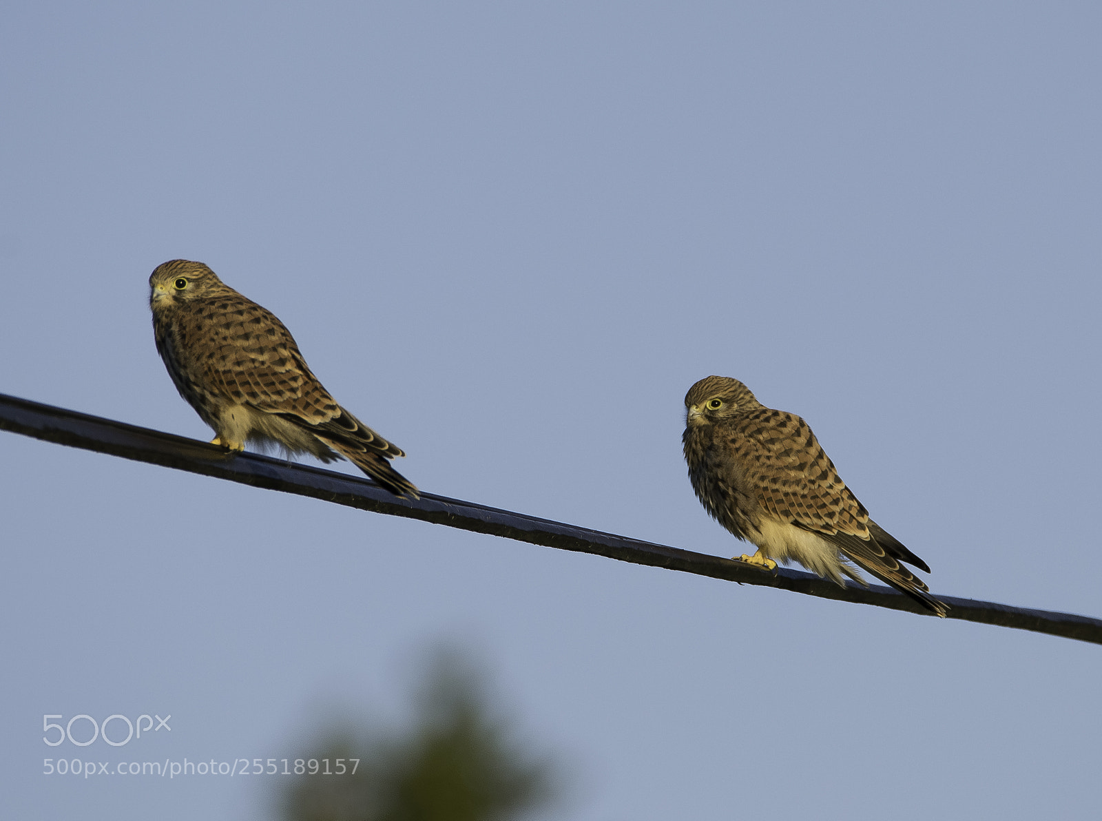 Nikon D5300 sample photo. Kestrels tornfalkar o photography