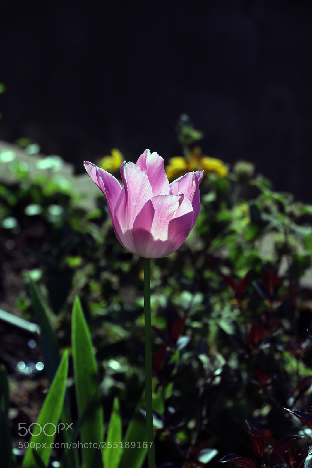 Canon EOS 760D (EOS Rebel T6s / EOS 8000D) sample photo. Img photography