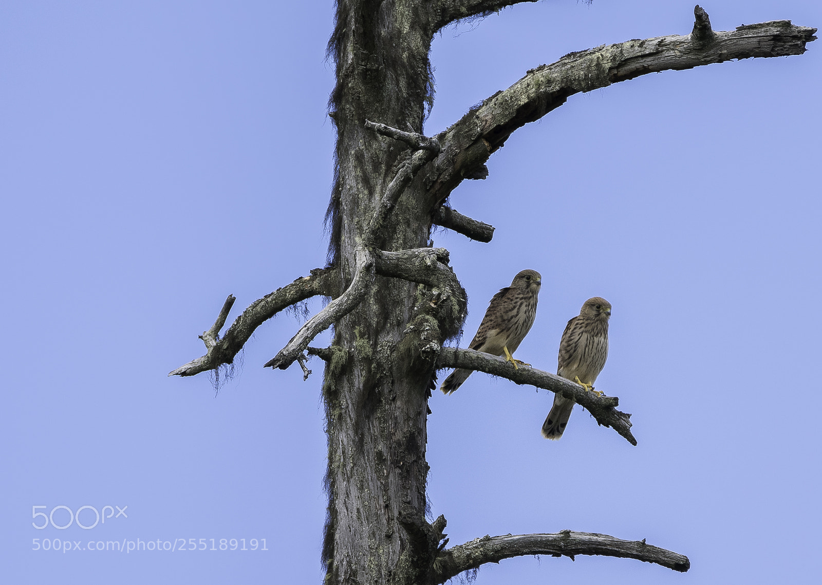 Nikon D5300 sample photo. Kestrels tornfalkar o photography