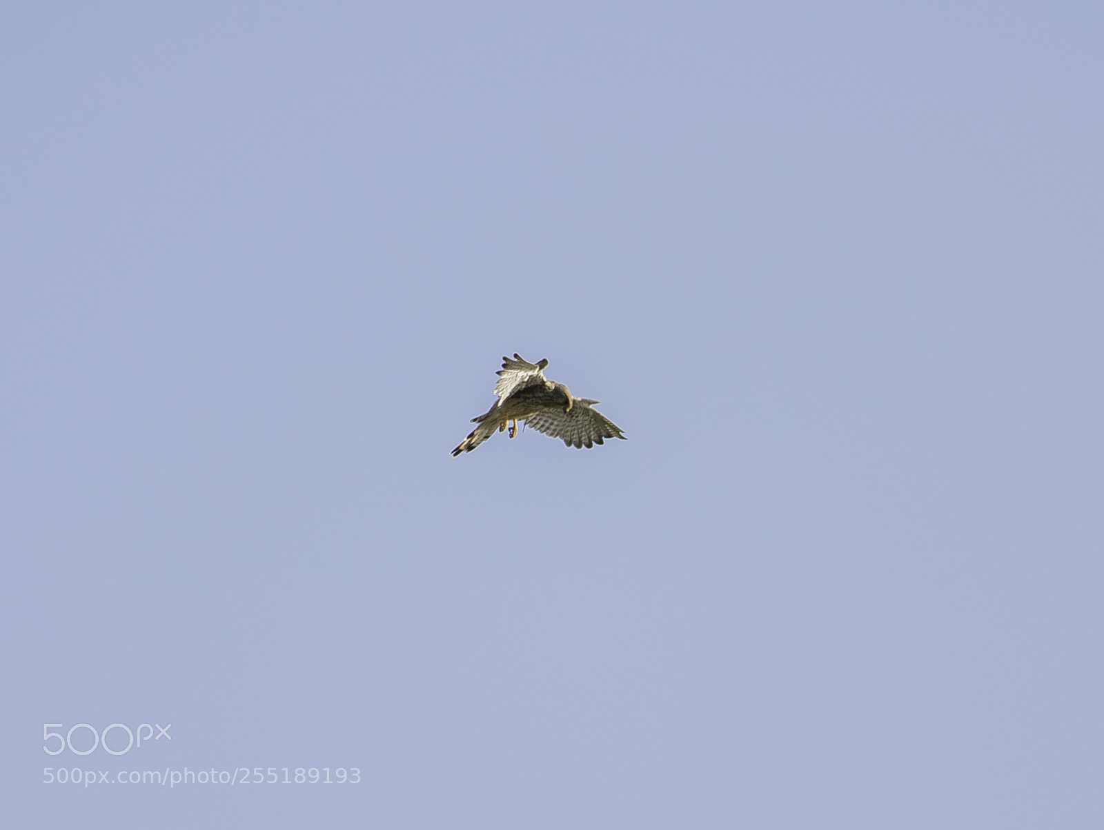 Nikon D5300 sample photo. Kestrel tornfalk o photography