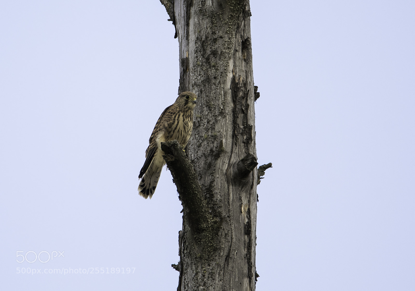 Nikon D5300 sample photo. Kestrel tornfalk o photography
