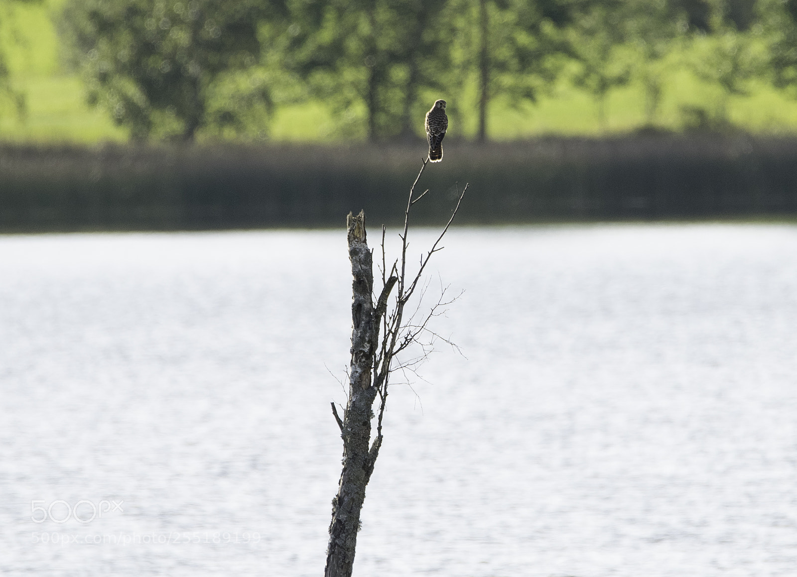 Nikon D5300 sample photo. Kestrel tornfalk o photography