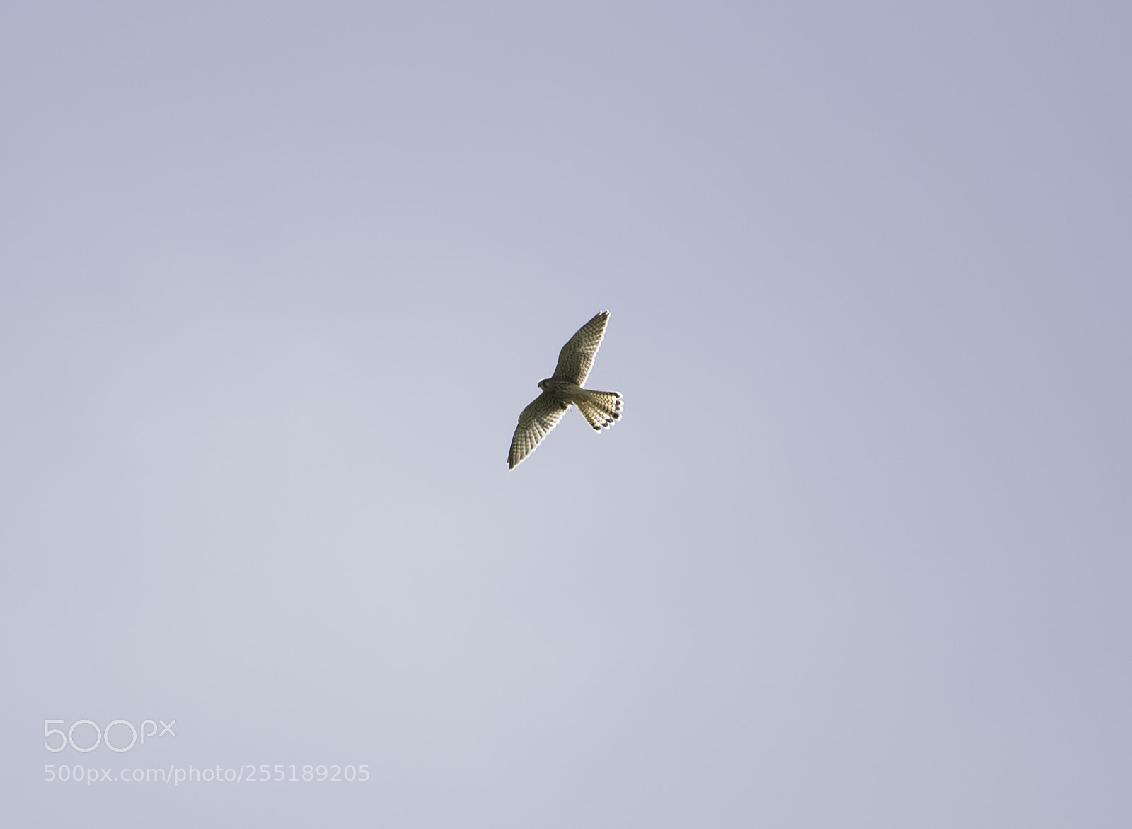 Nikon D5300 sample photo. Kestrel tornfalk o photography