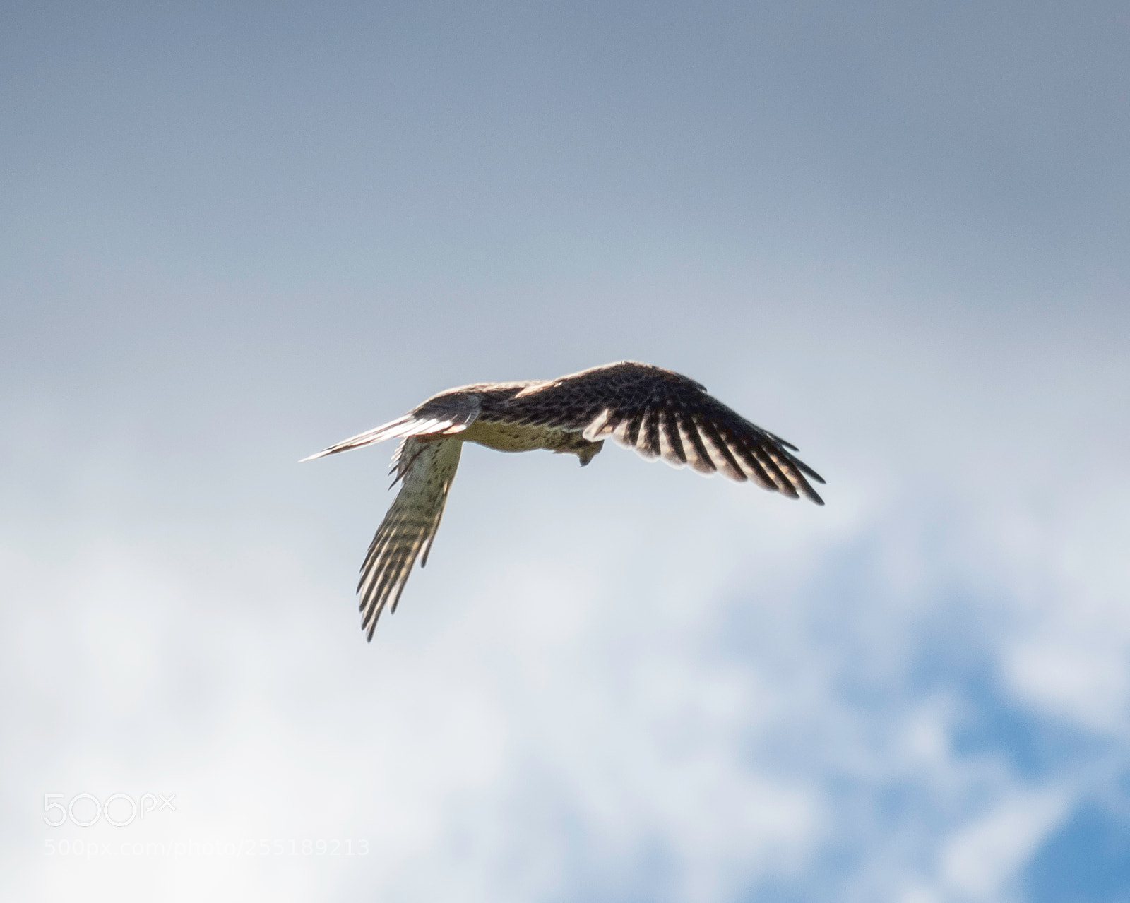 Canon PowerShot SX60 HS sample photo. Kestrel tornfalk o photography