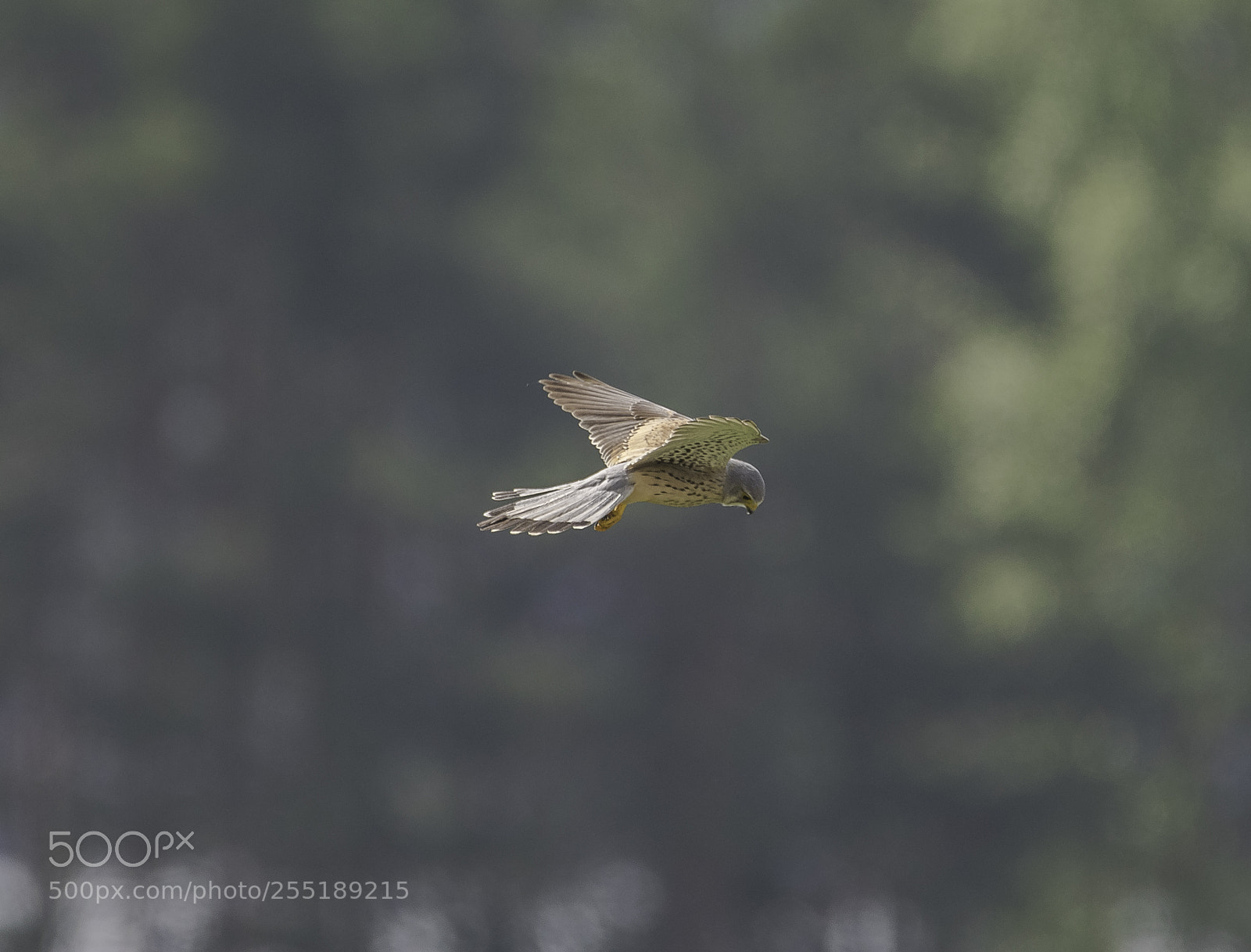 Nikon D5300 sample photo. Kestrel tornfalk o photography