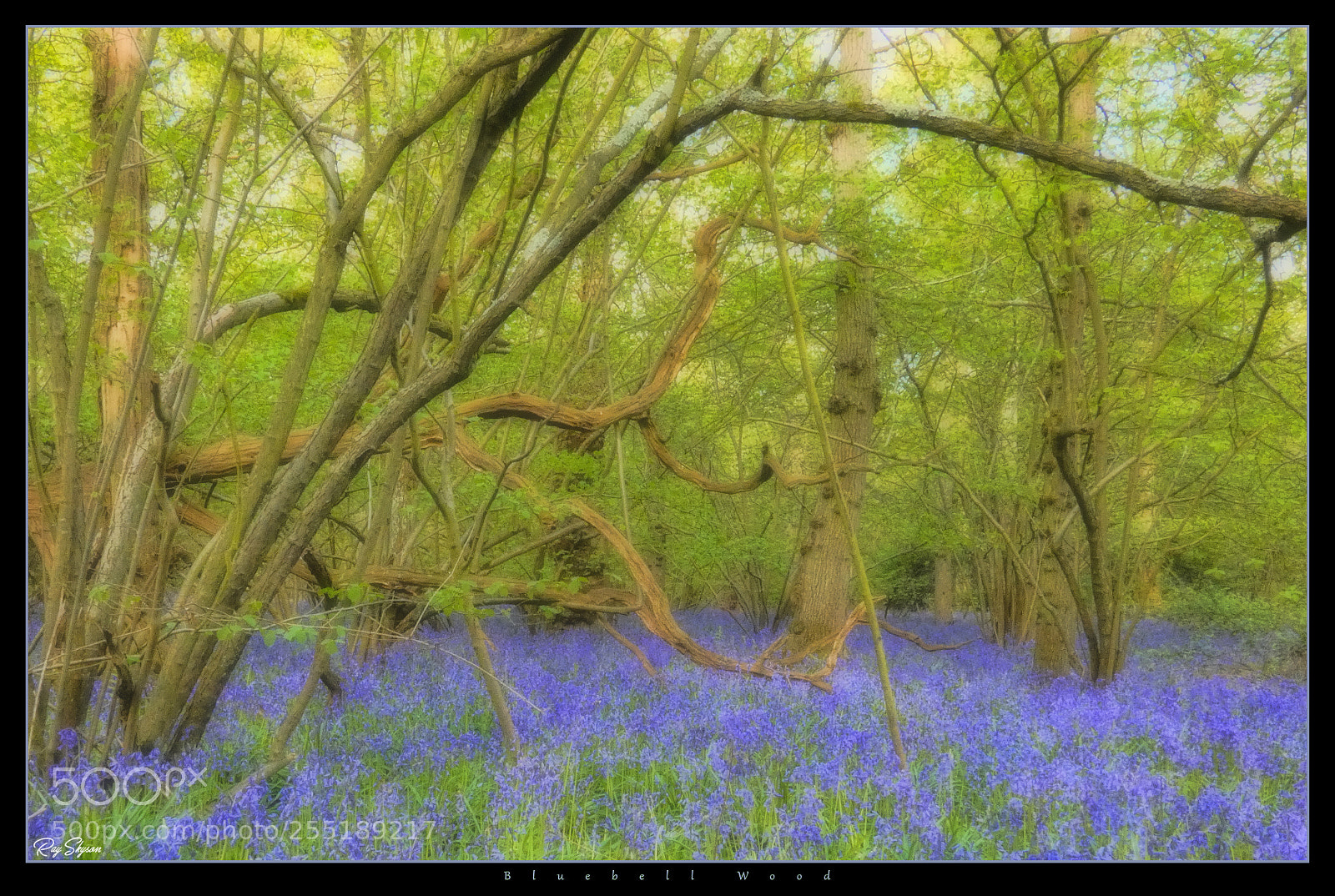 Panasonic Lumix DC-FZ80 (Lumix DC-FZ82) sample photo. Bluebell wood photography