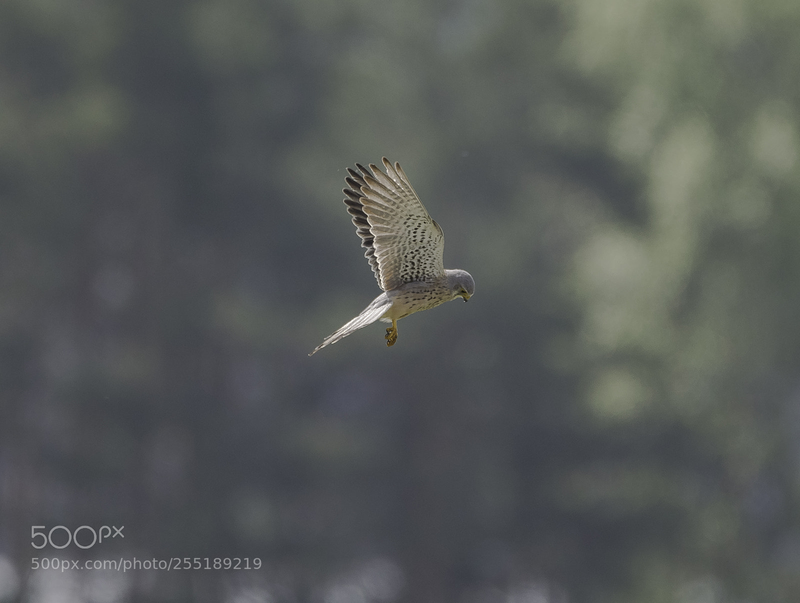 Nikon D5300 sample photo. Kestrel tornfalk o photography