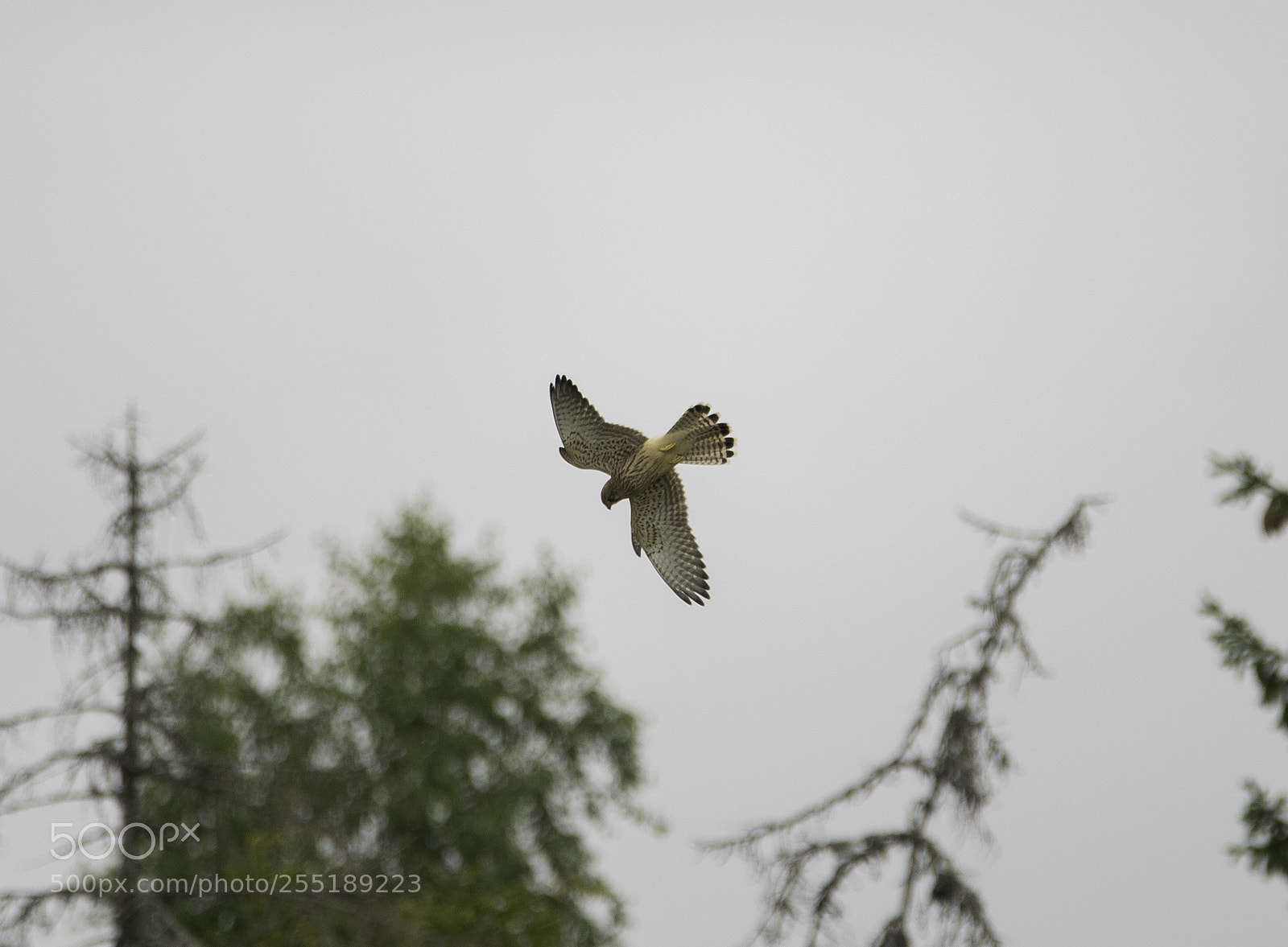Nikon D5300 sample photo. Kestrel tornfalk o photography