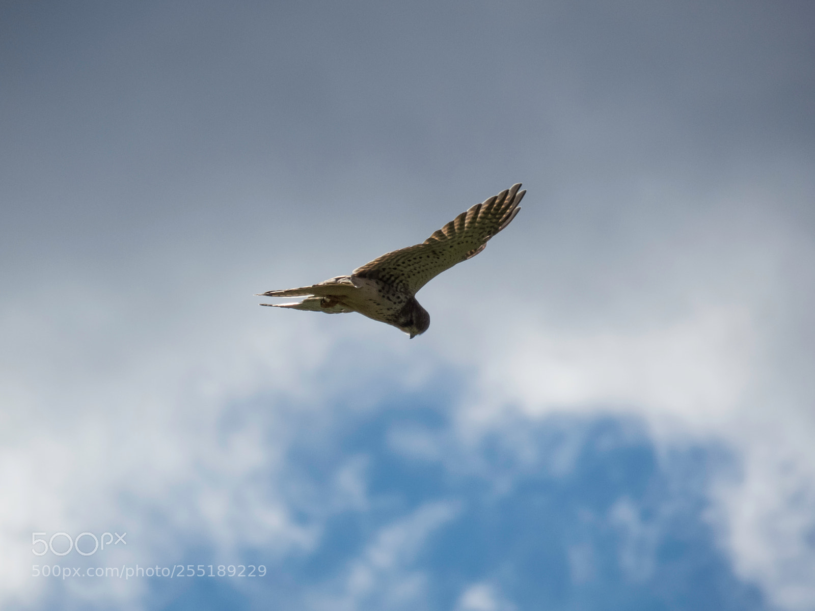 Canon PowerShot SX60 HS sample photo. Kestrel tornfalk o photography