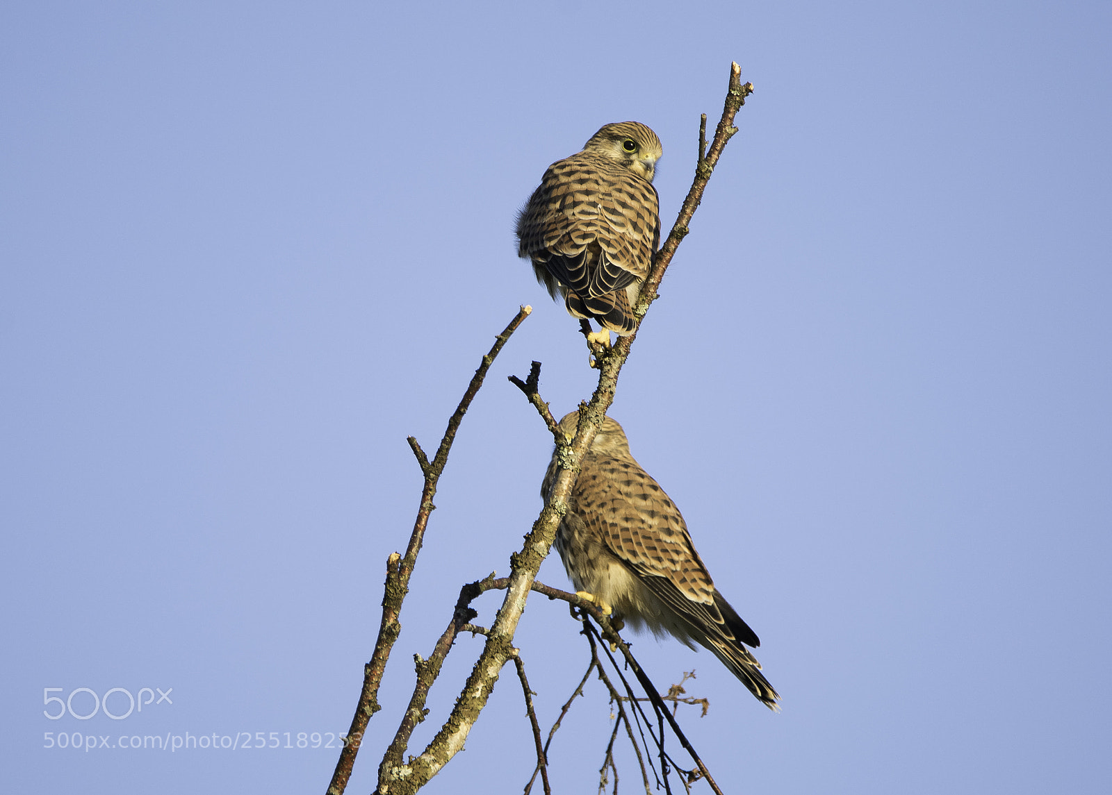 Nikon D5300 sample photo. Kestrel tornfalk o photography