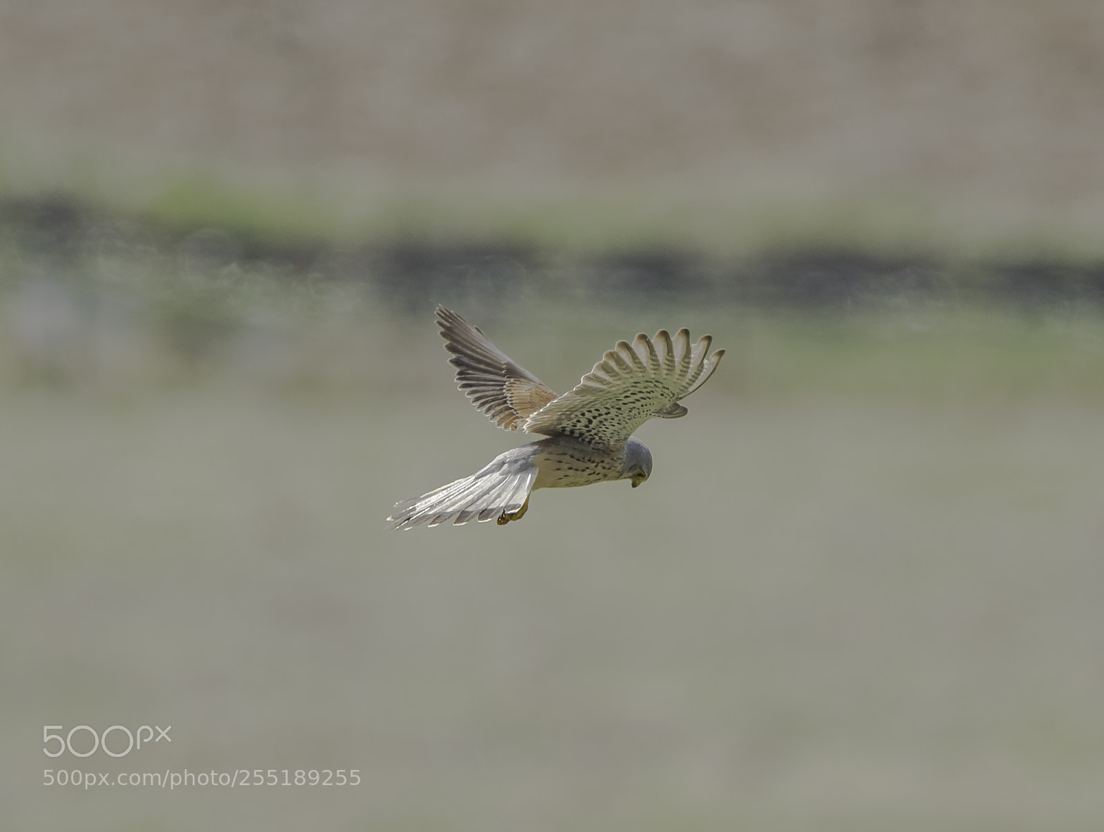 Nikon D5300 sample photo. Kestrel tornfalk o photography