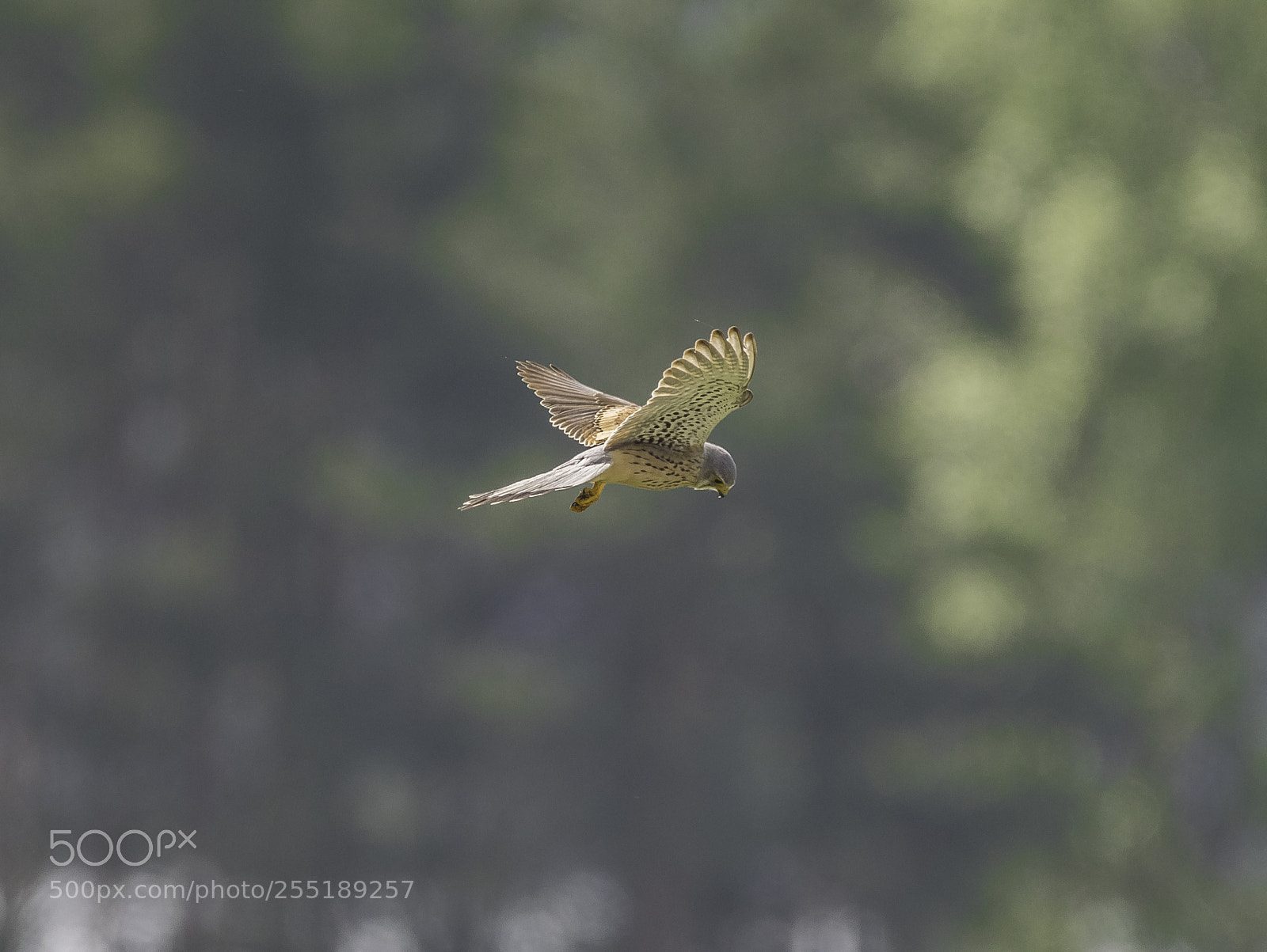 Nikon D5300 sample photo. Kestrel tornfalk o photography