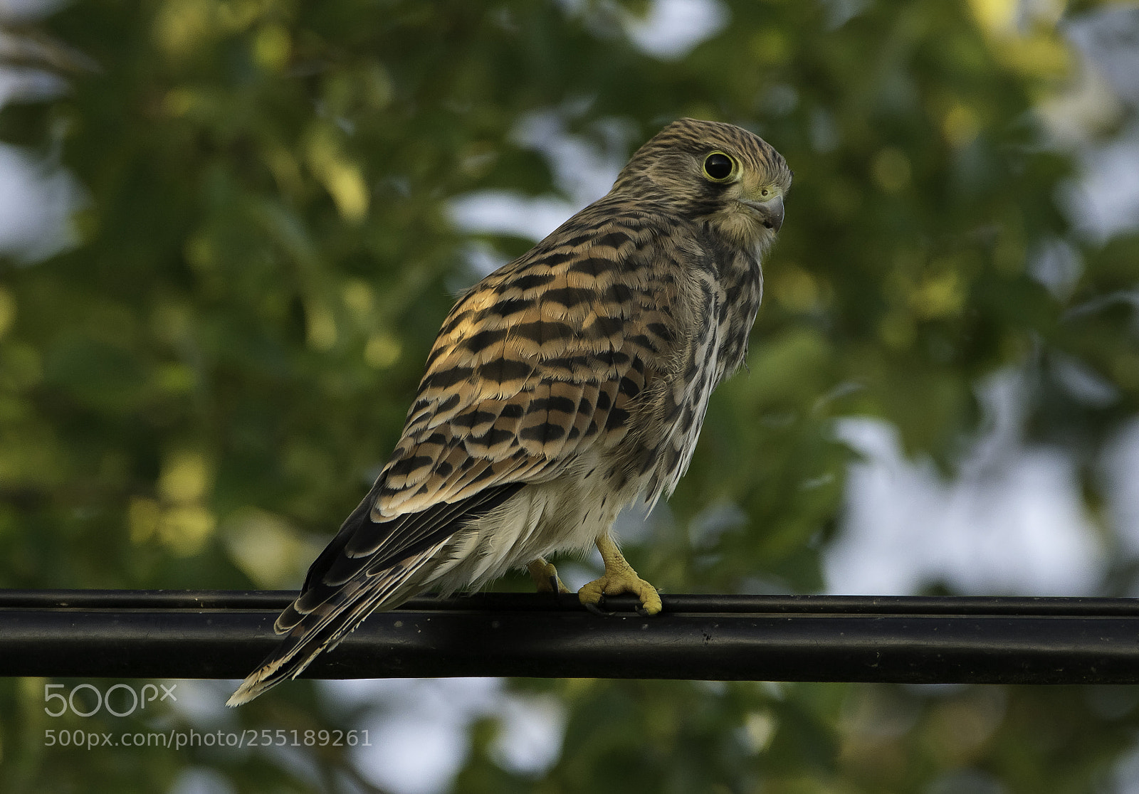 Nikon D5300 sample photo. Kestrel tornfalk o photography