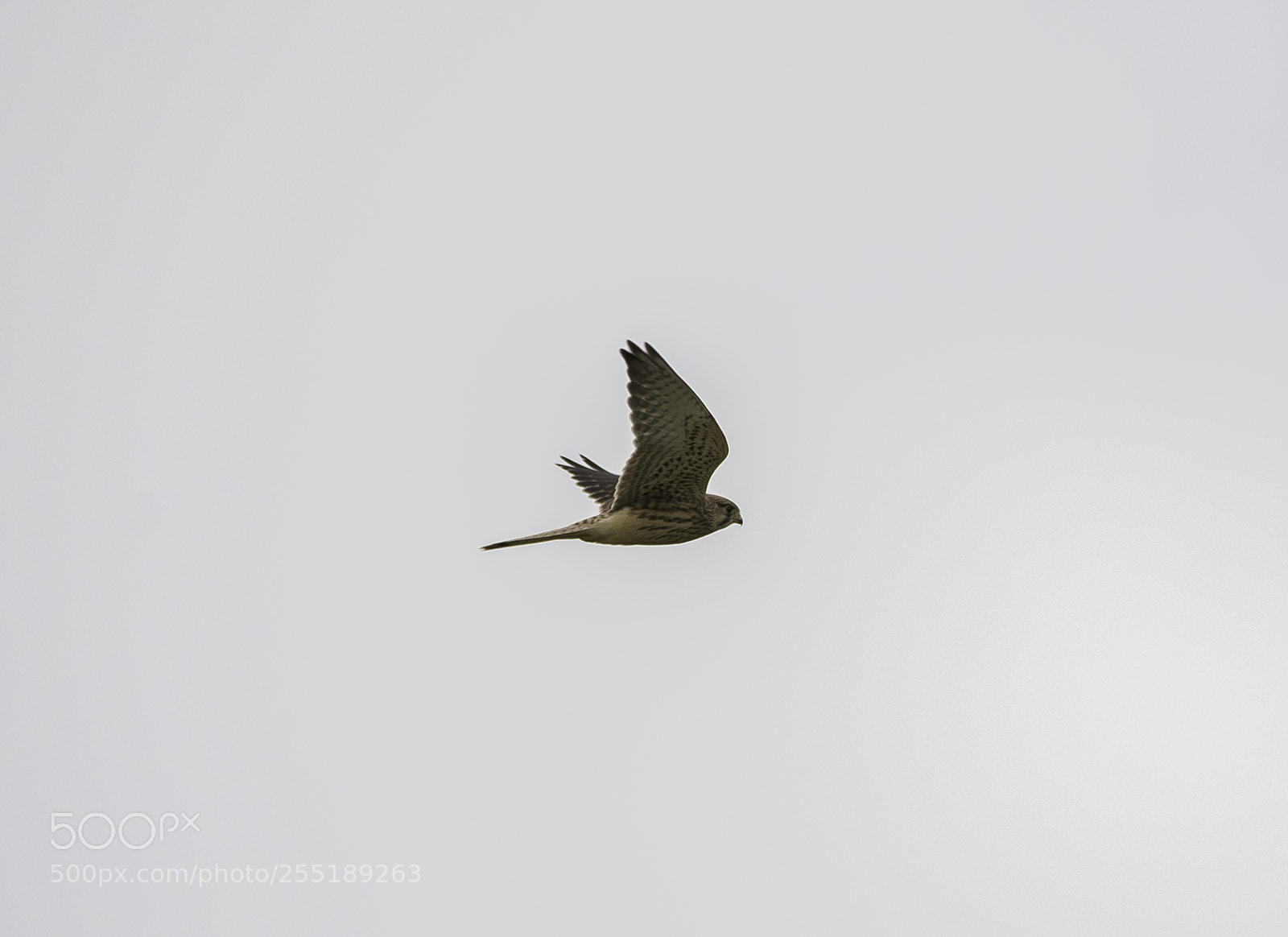 Nikon D5300 sample photo. Kestrel tornfalk o photography