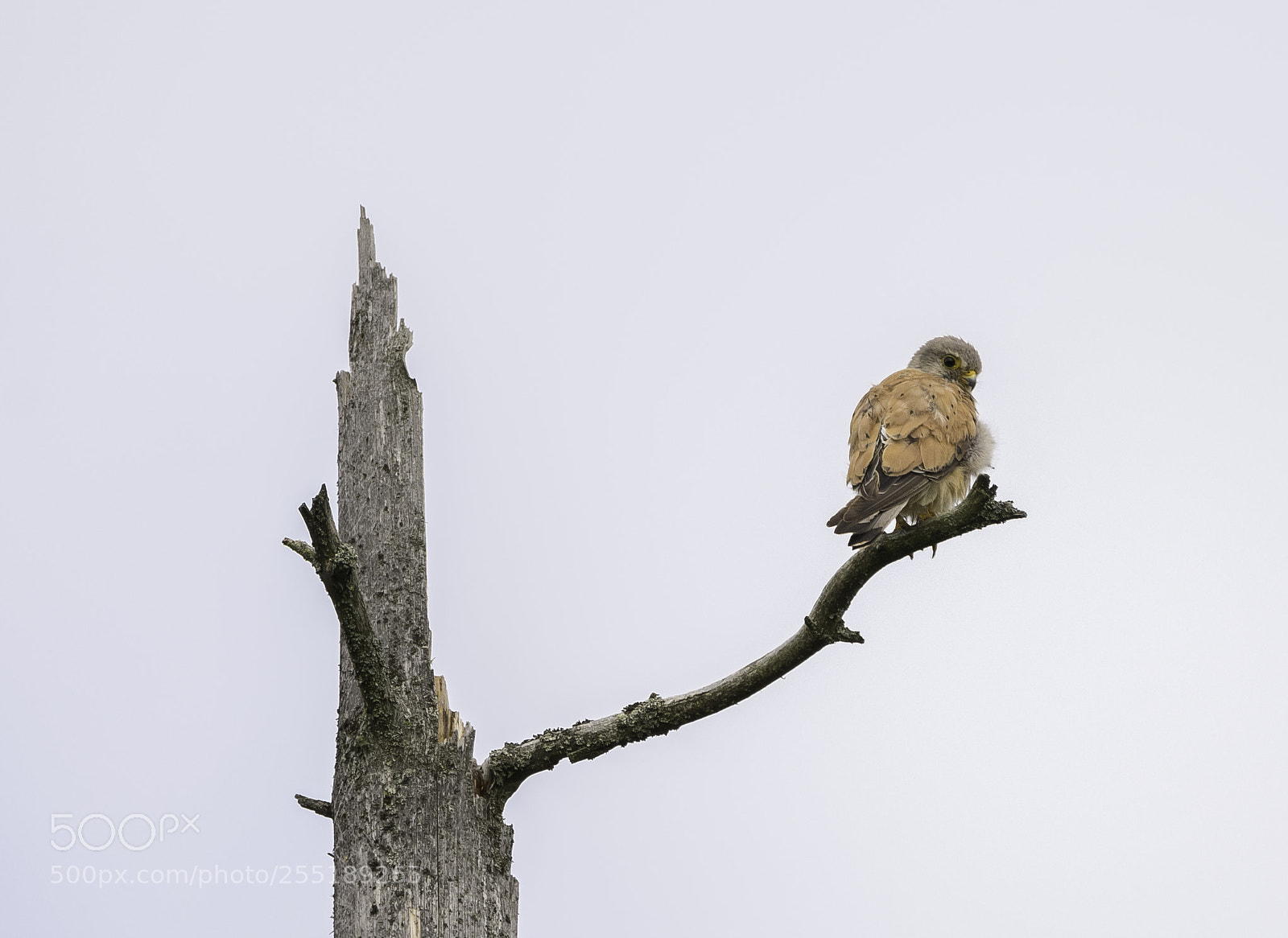 Nikon D5300 sample photo. Kestrel tornfalk o photography