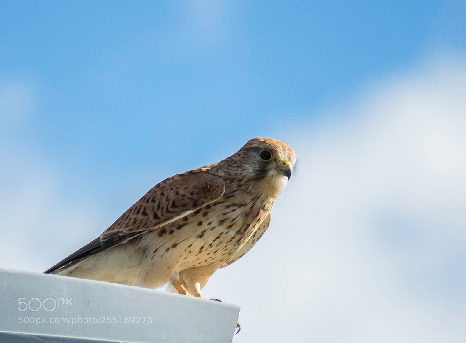 Canon PowerShot SX60 HS sample photo. Kestrel tornfalk o photography