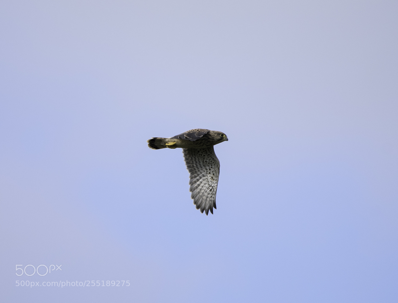 Nikon D5300 sample photo. Kestrel tornfalk o photography