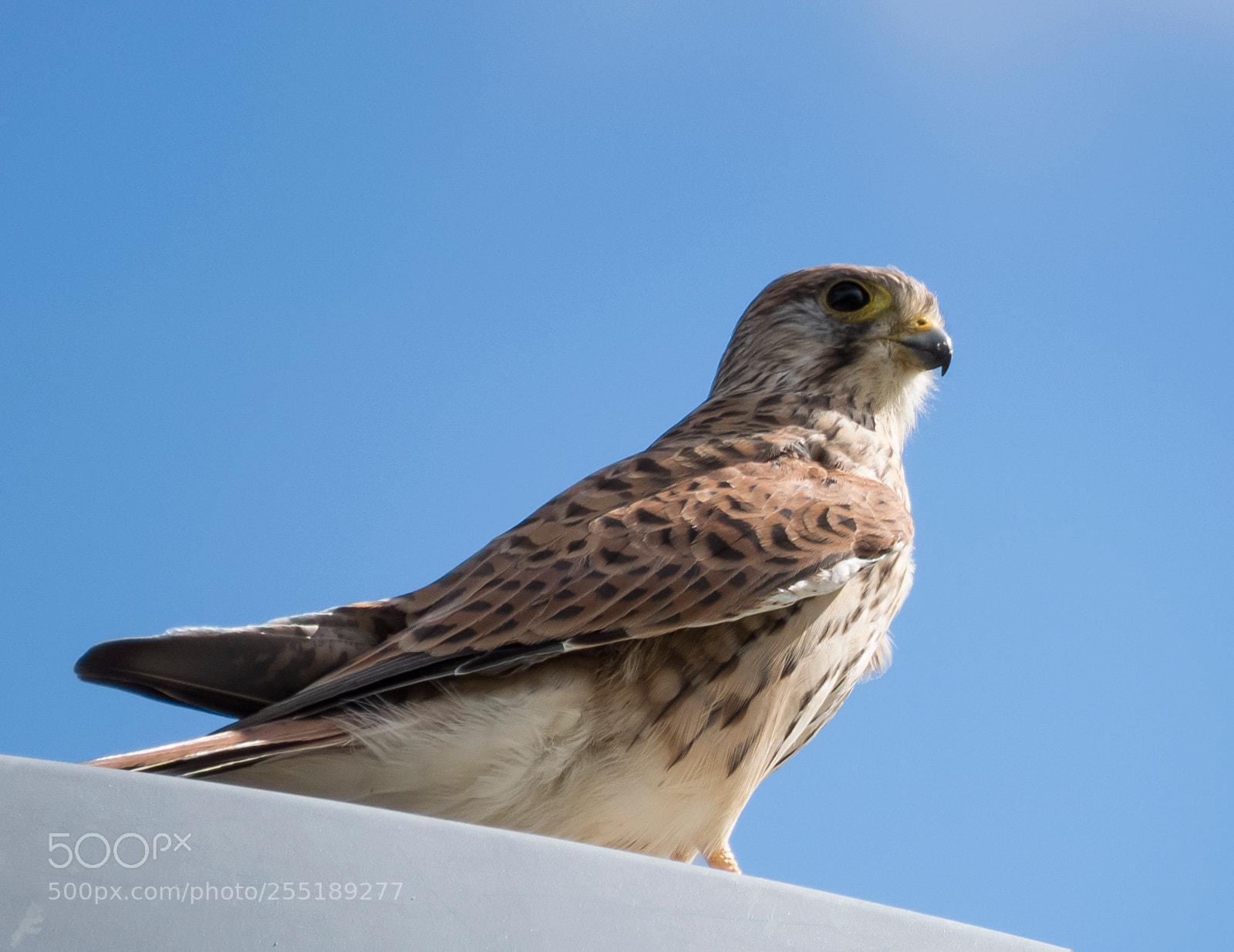 Canon PowerShot SX60 HS sample photo. Kestrel tornfalk o photography