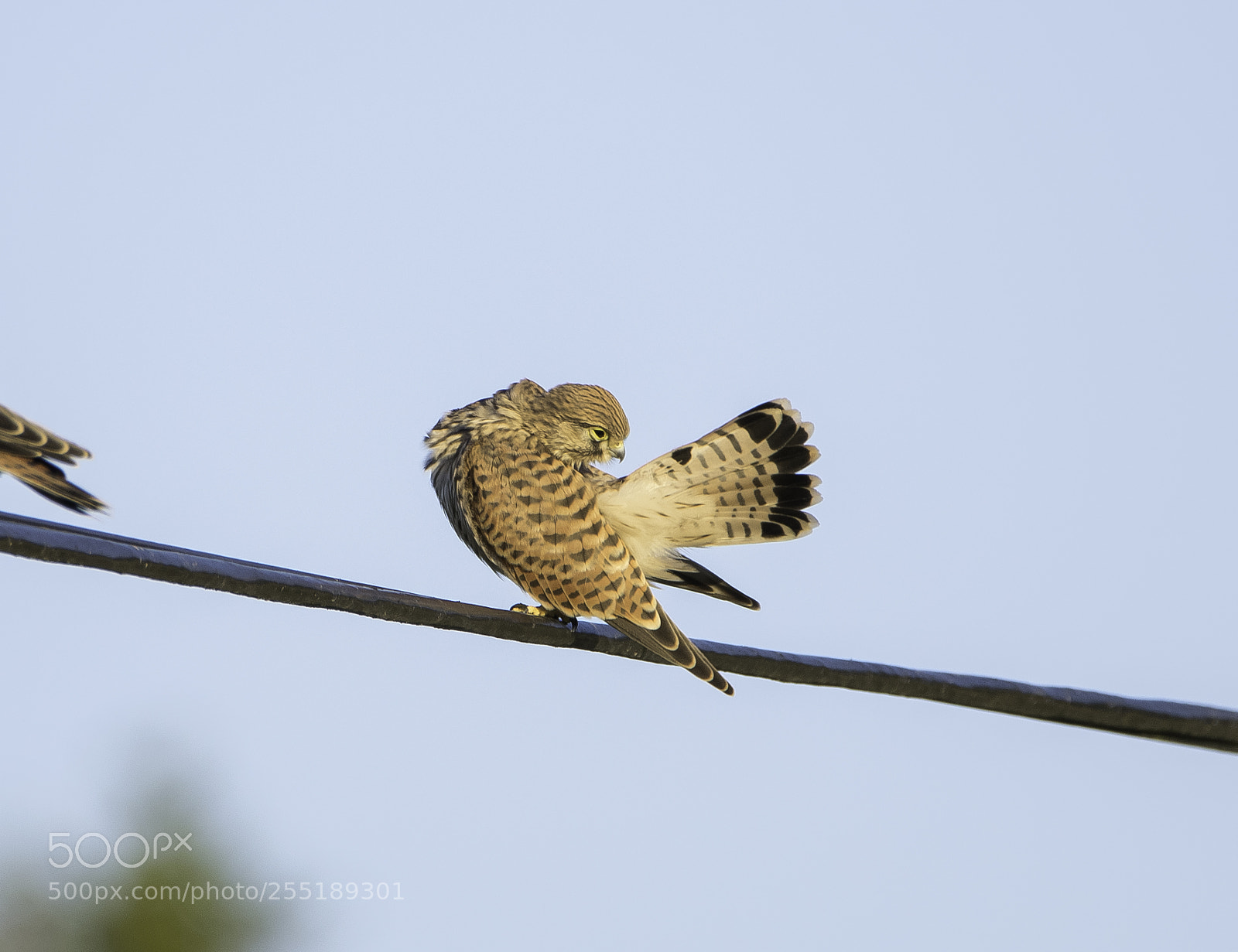 Nikon D5300 sample photo. Kestrel tornfalk o photography