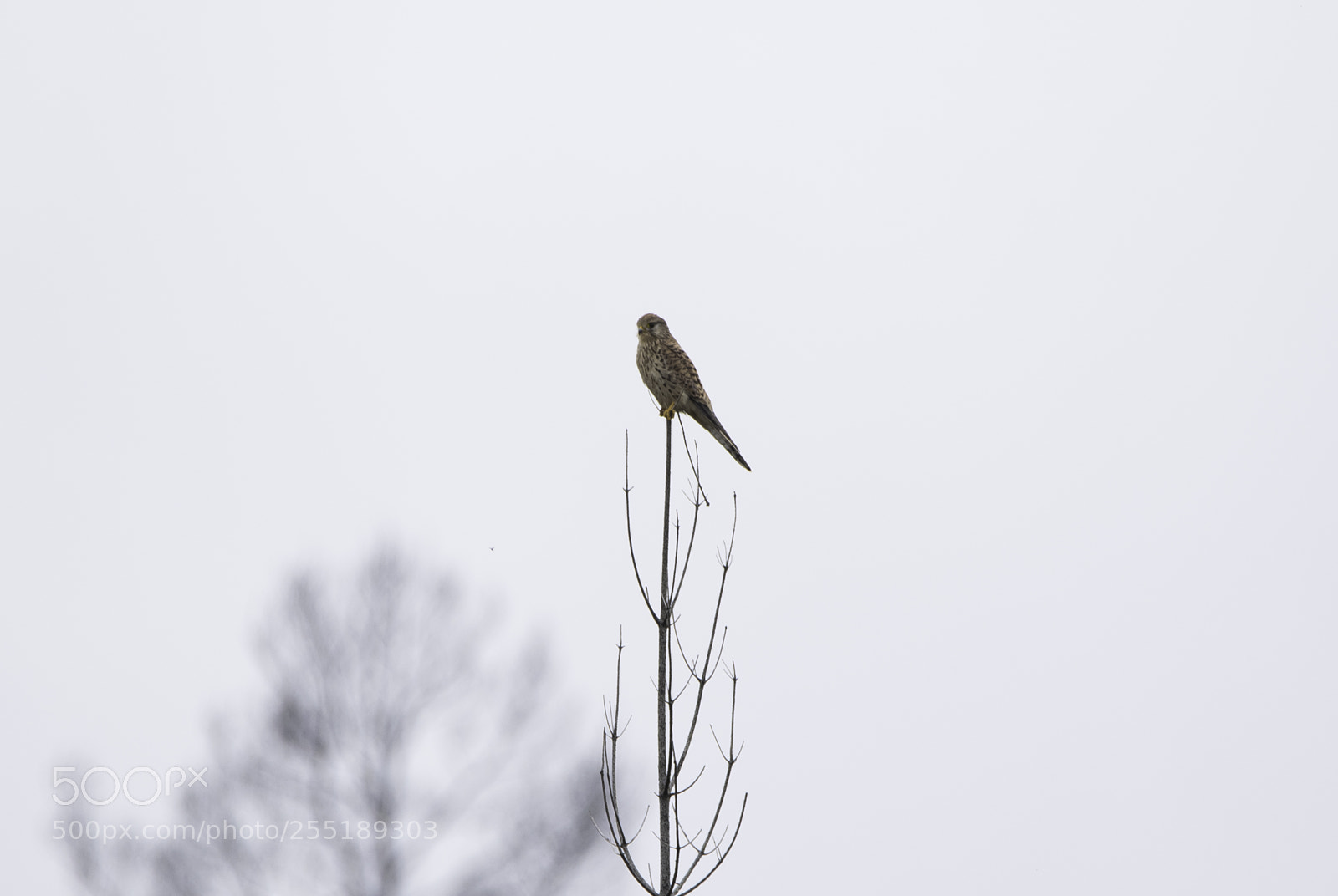 Nikon D5300 sample photo. Kestrel tornfalk o photography
