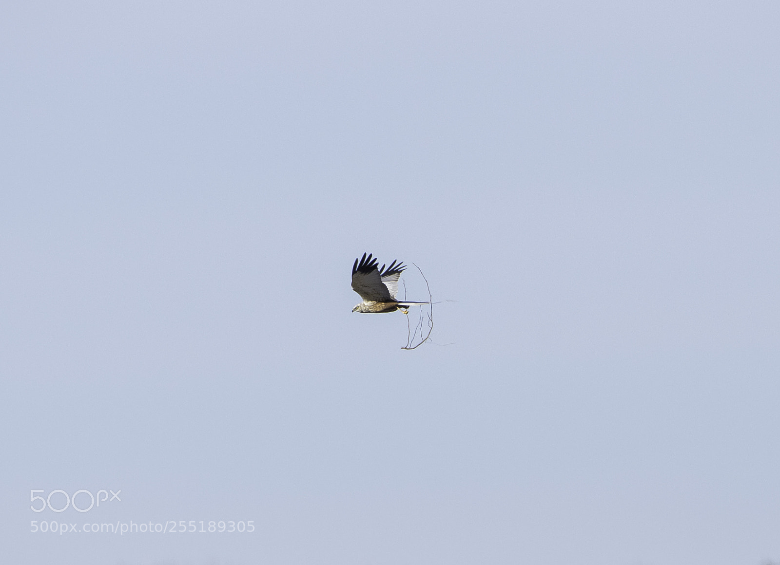 Nikon D5300 sample photo. Marsh harrier o photography