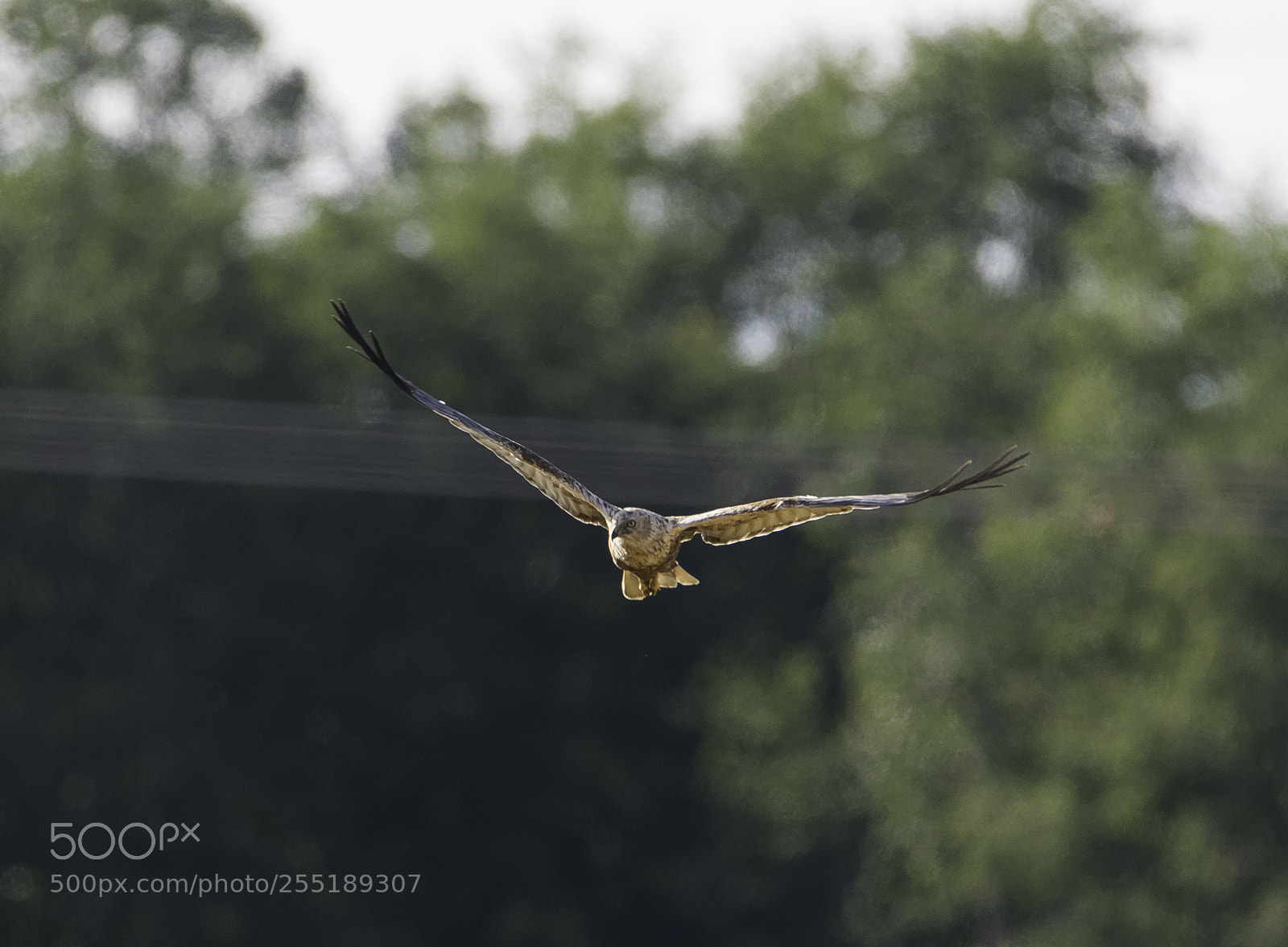 Nikon D5300 sample photo. Marsh harrier brun krrhk photography