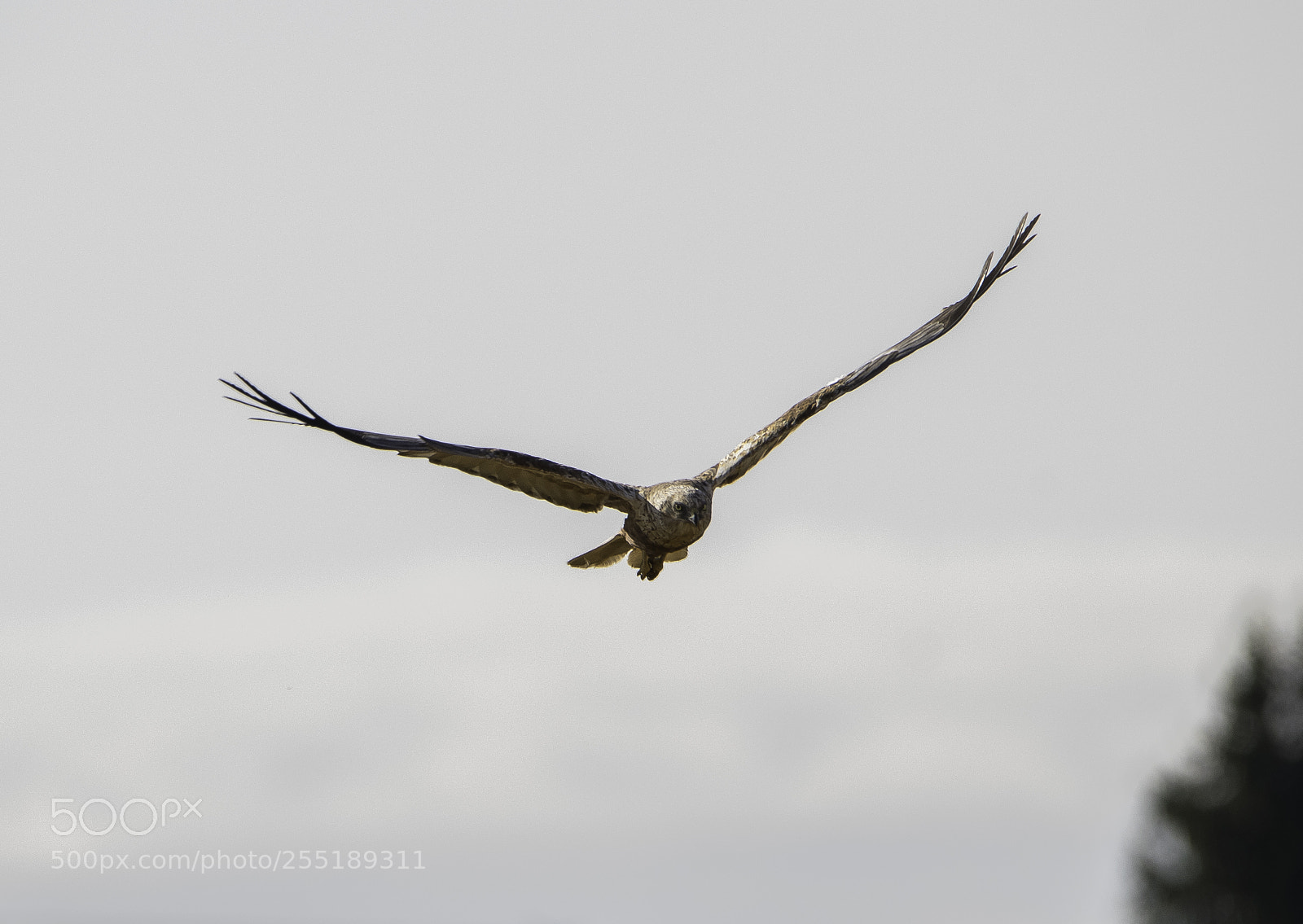 Nikon D5300 sample photo. Marsh harrier brun krrhk photography