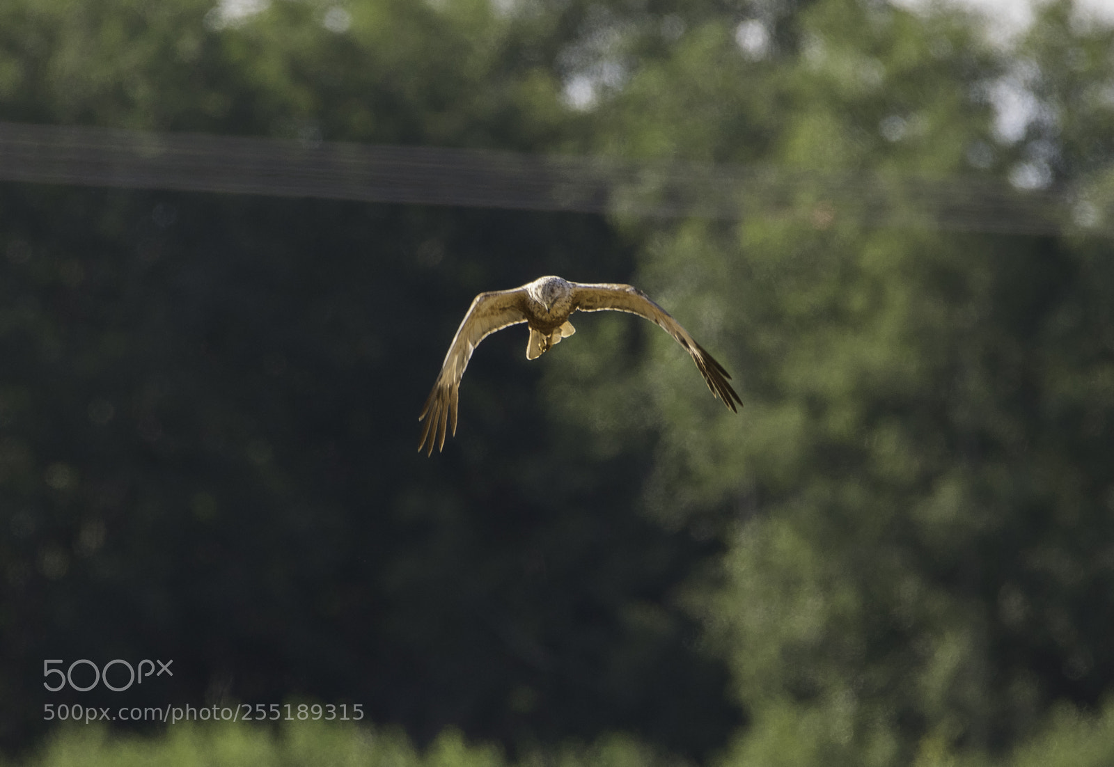 Nikon D5300 sample photo. Marsh harrier brun krrhk photography