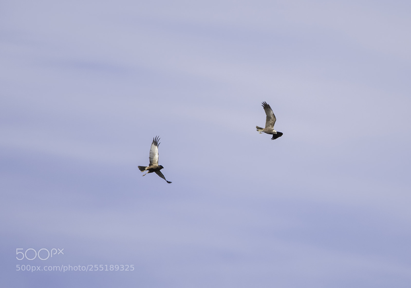 Nikon D5300 sample photo. Marsh harrier couple brun photography